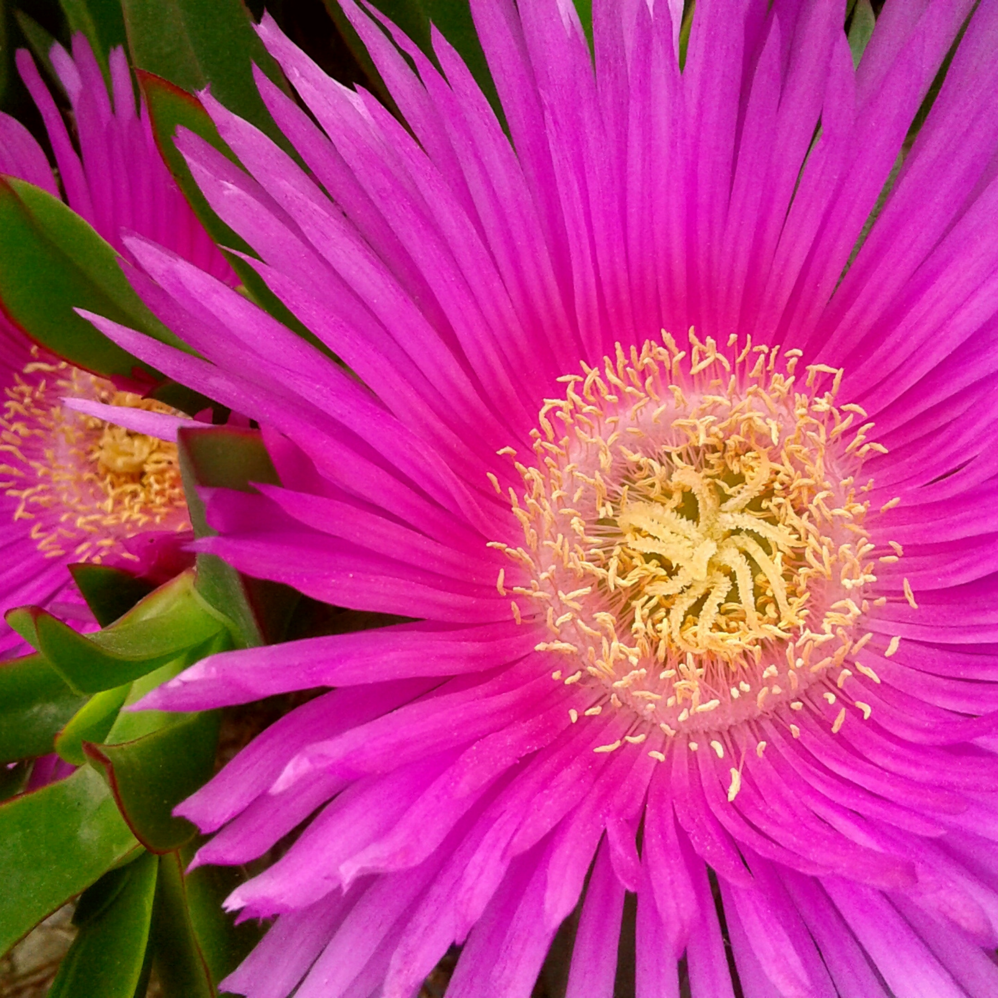 Pigface/Sea Fig - Carpobrotus glaucescens