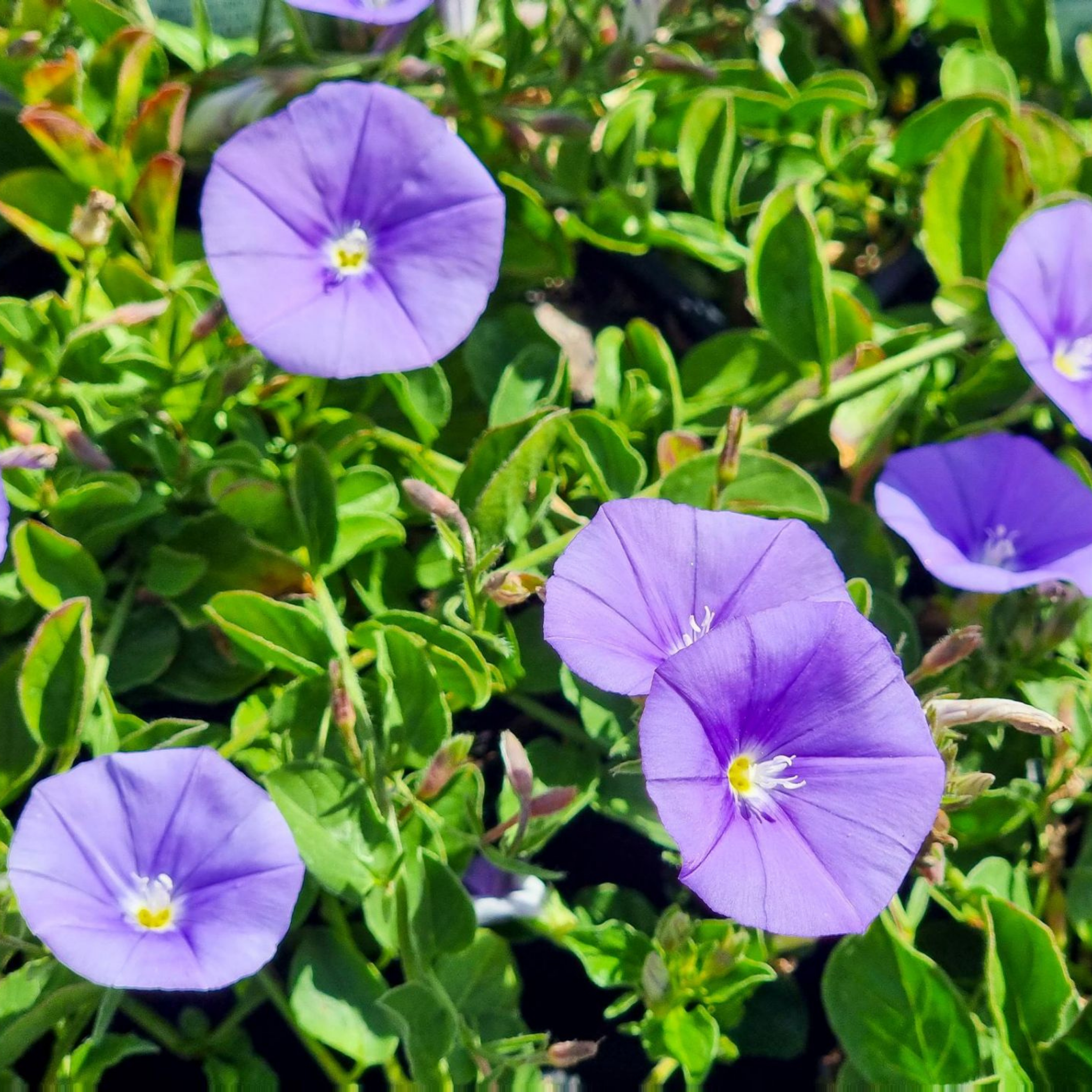Blue Morning Glory - Convolvulus sabatius