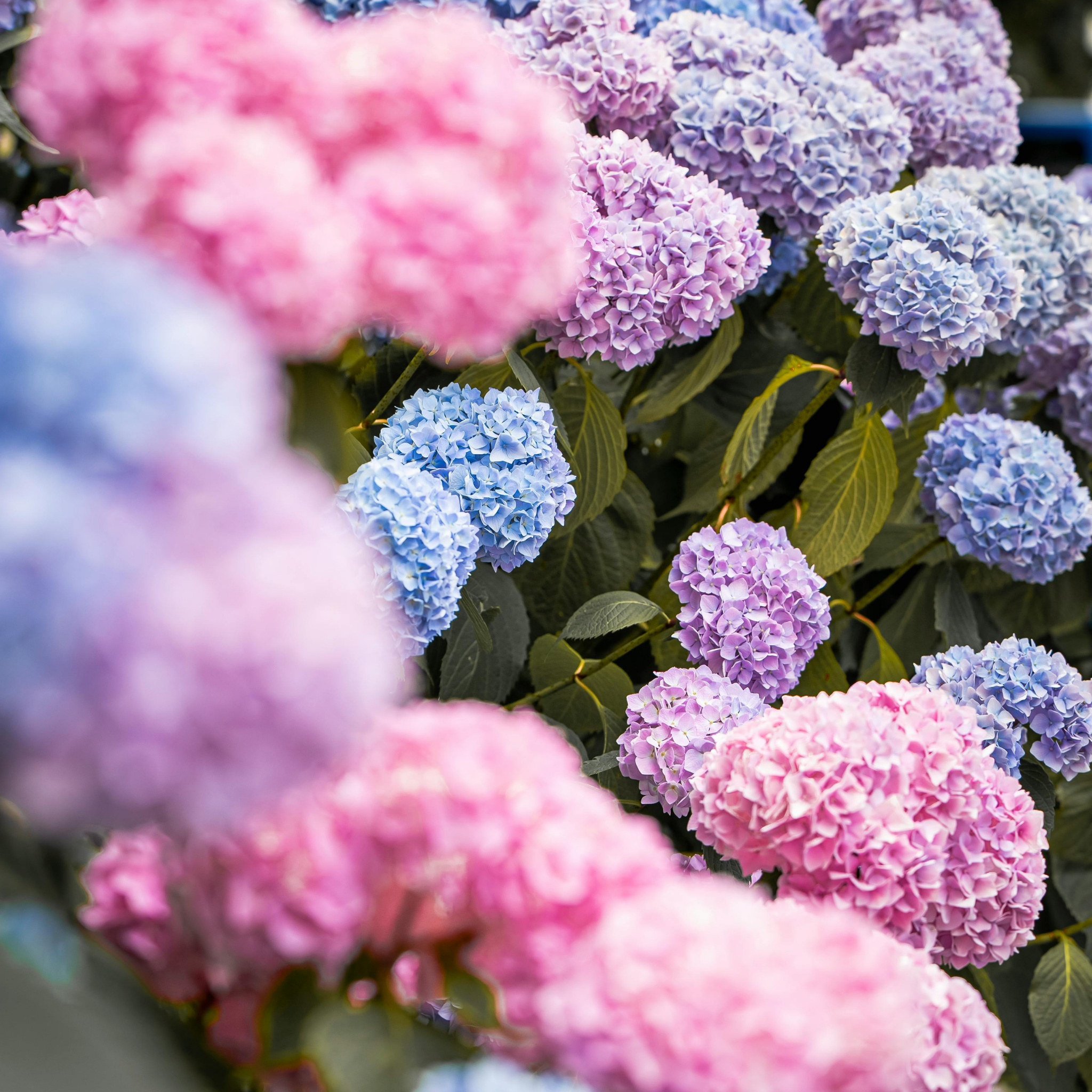 Big Leaf Hydrangea - Hydrangea macrophylla