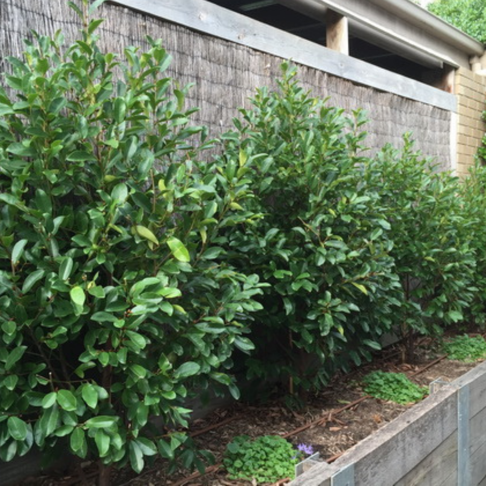 Magnolia White Caviar - Magnolia yunnanensis figo White Caviar