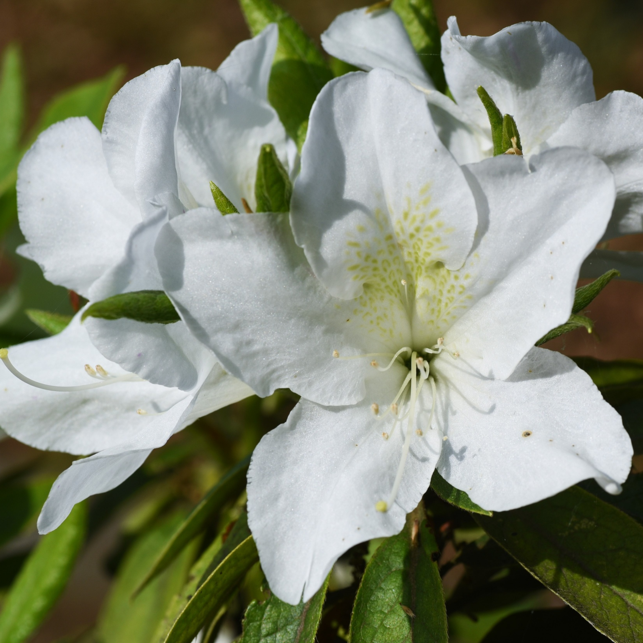 Close-up of a white flower with green leaves