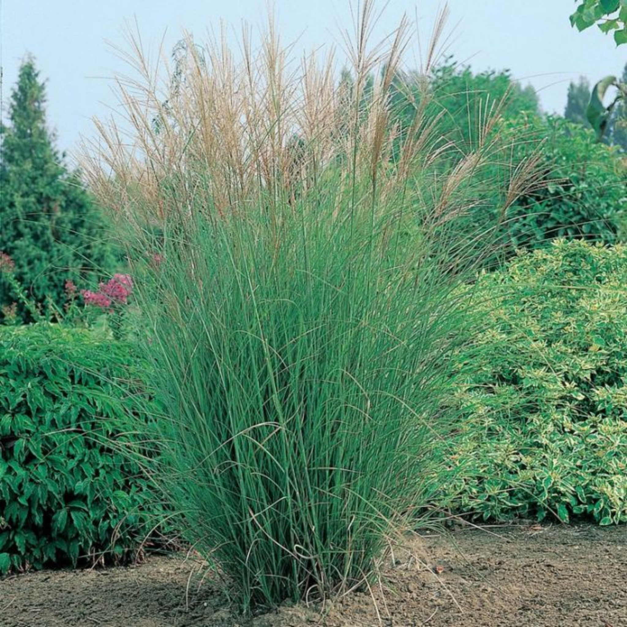 Chinese Silver Grass - Miscanthus sinensis Sarabande