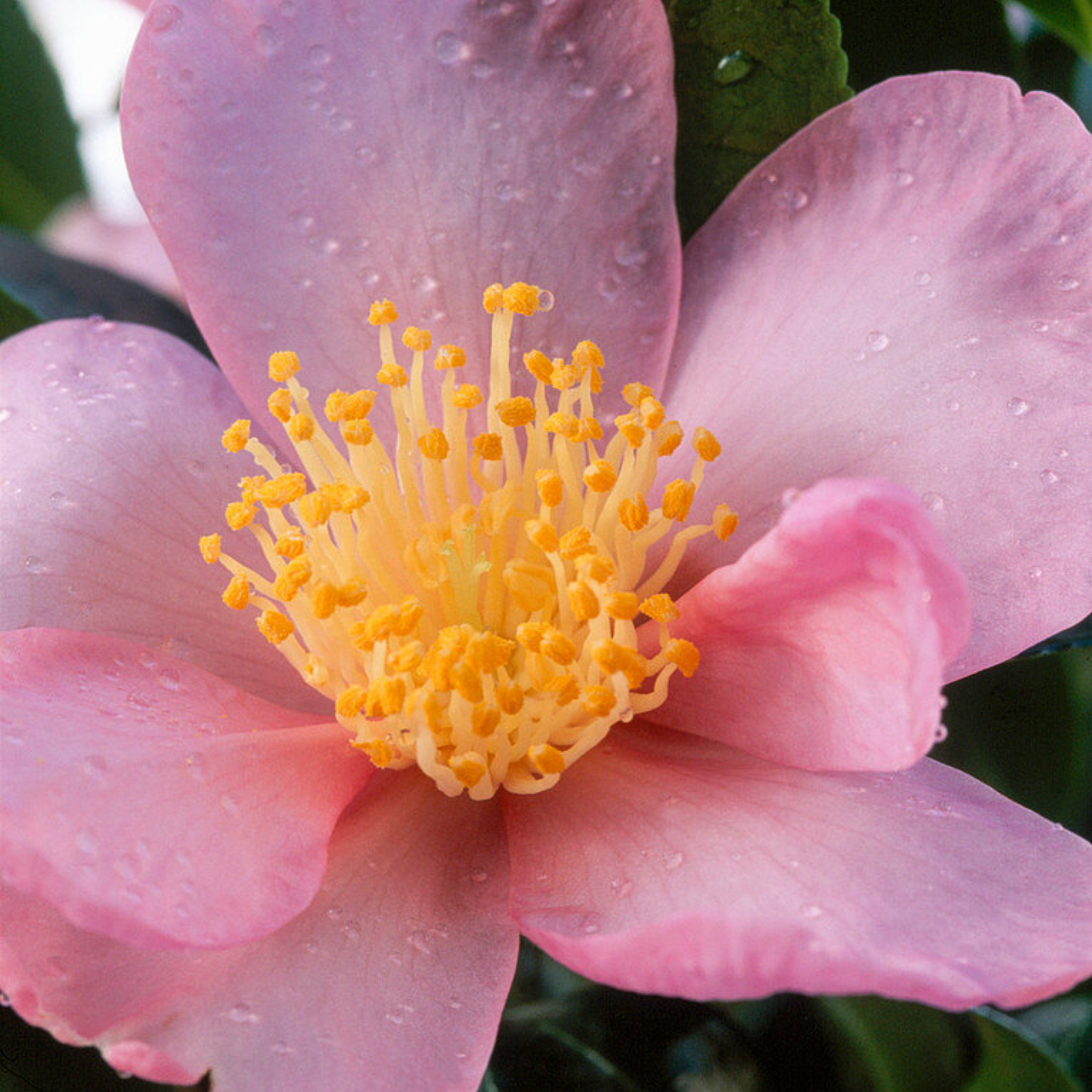 Camellia Plantation Pink - Camellia sasanqua 'Plantation Pink'