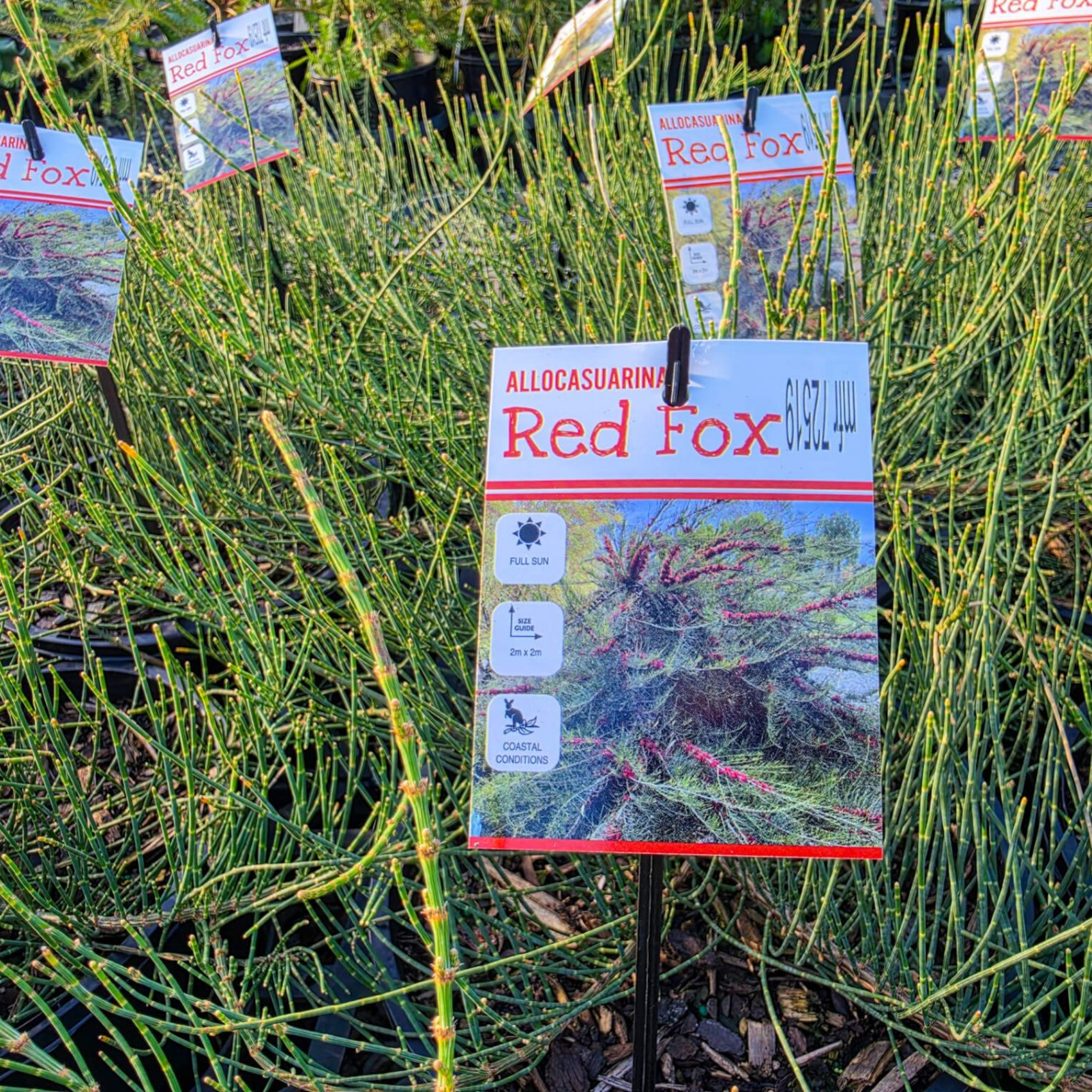 Necklace Sheoak Red Fox - Allocasuarina monilifera 'Red Fox'