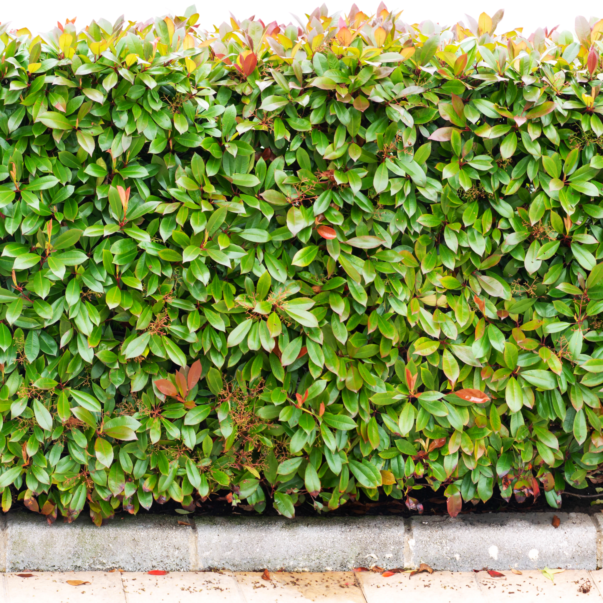 Green leafy hedge with a concrete base