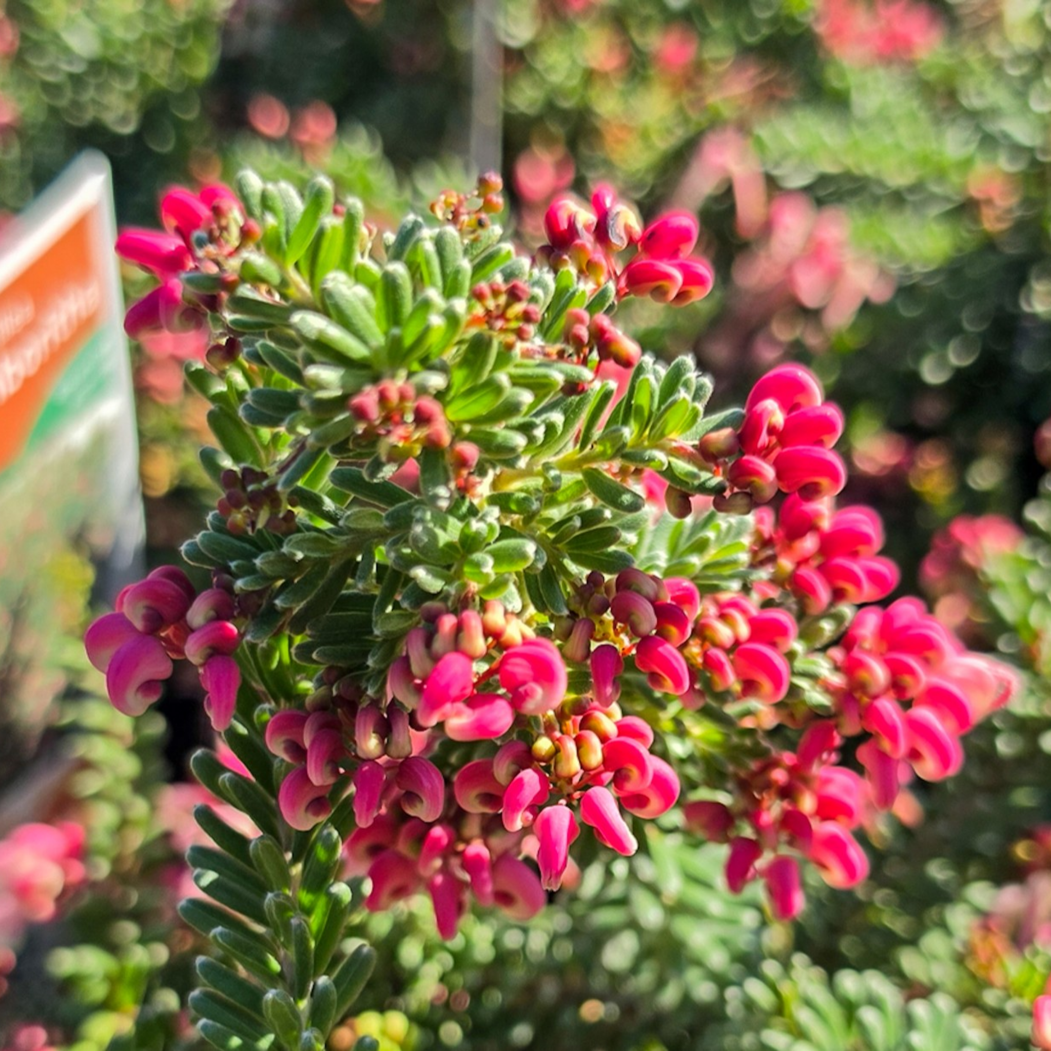 Woolly Grevillea Mount Tamoritha - Grevillea lanigera Mt Tamboritha