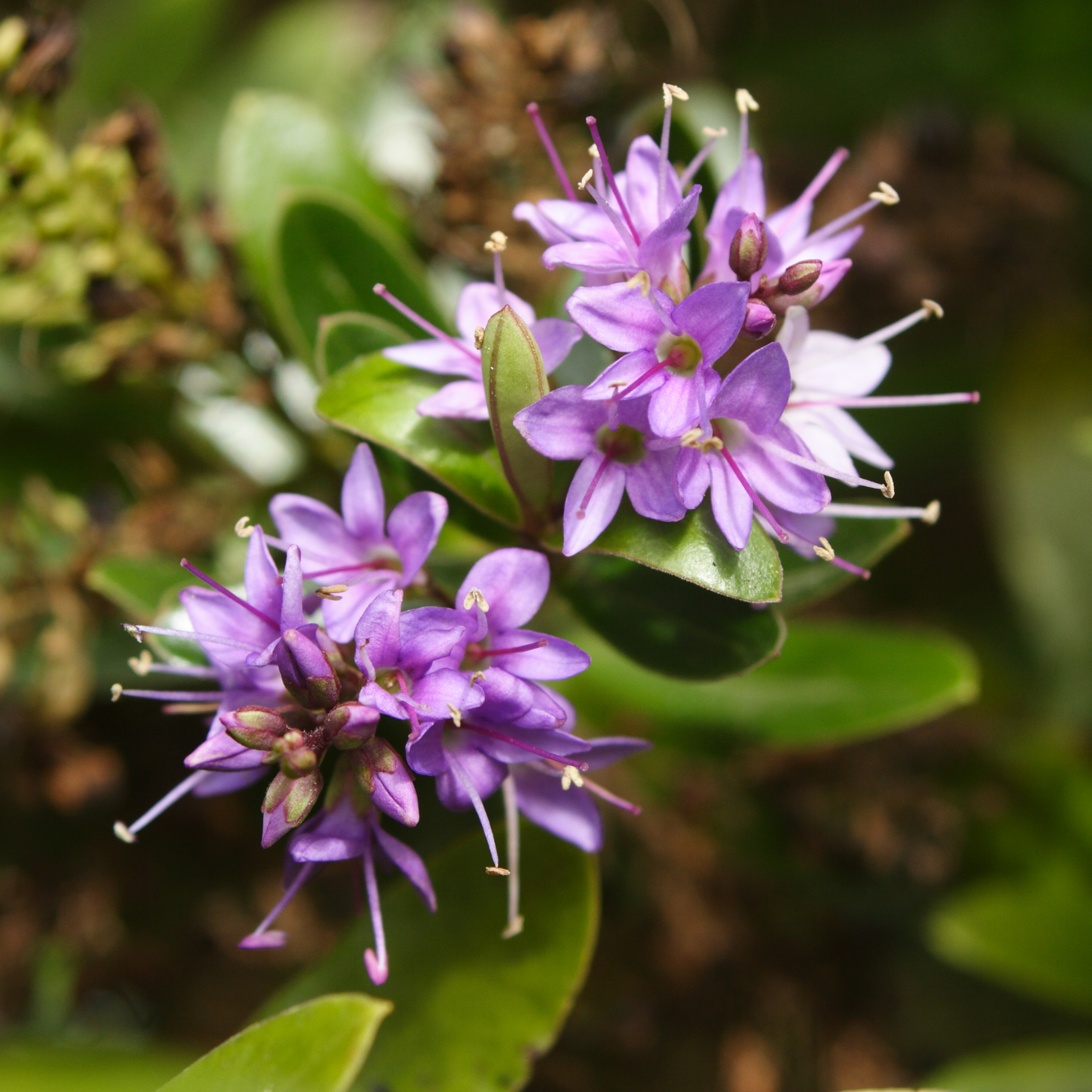 Showy Hebe Inspiration - Hebe speciosa diosmifolia 'Inspiration'