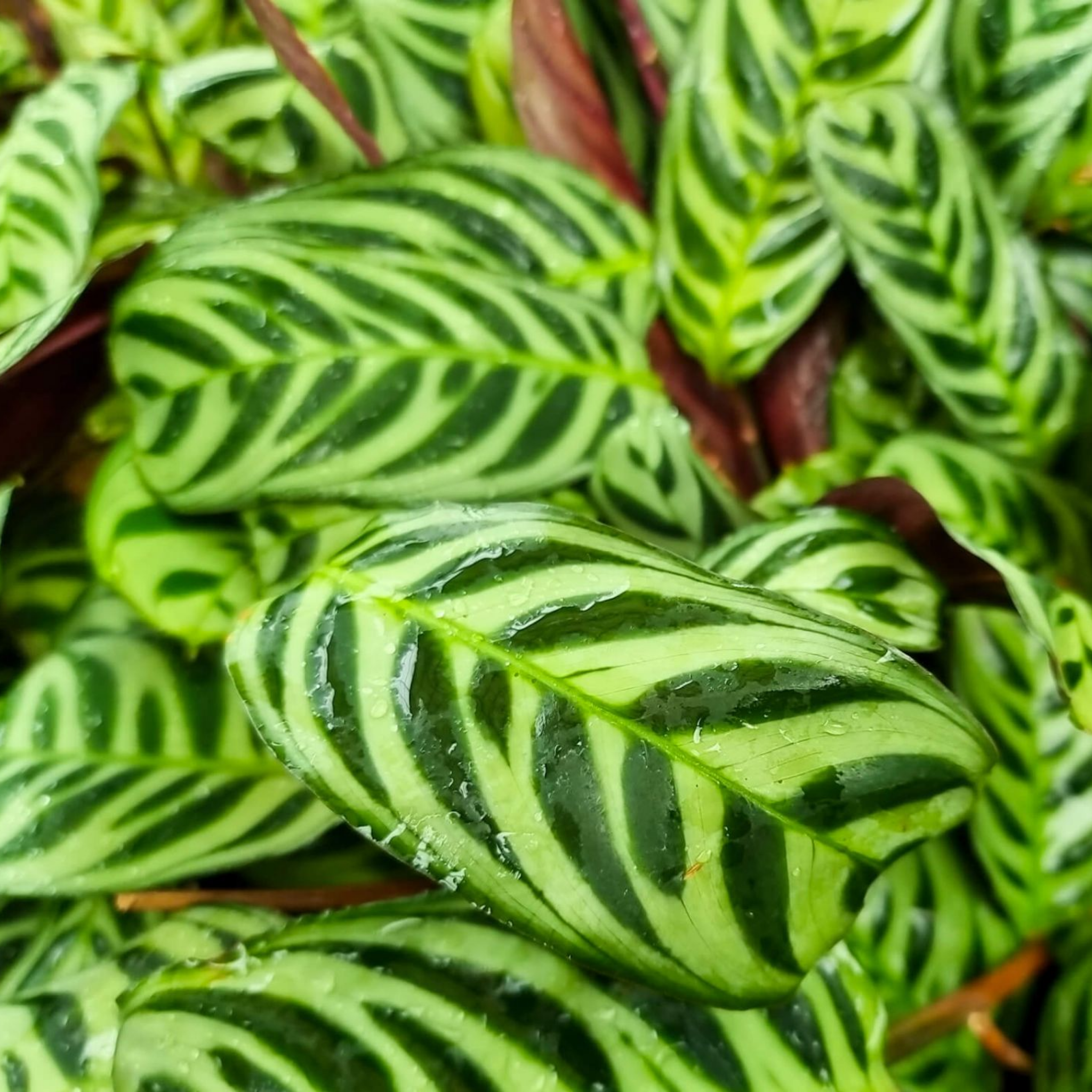 Never Never Plant - Ctenanthe burle marxii