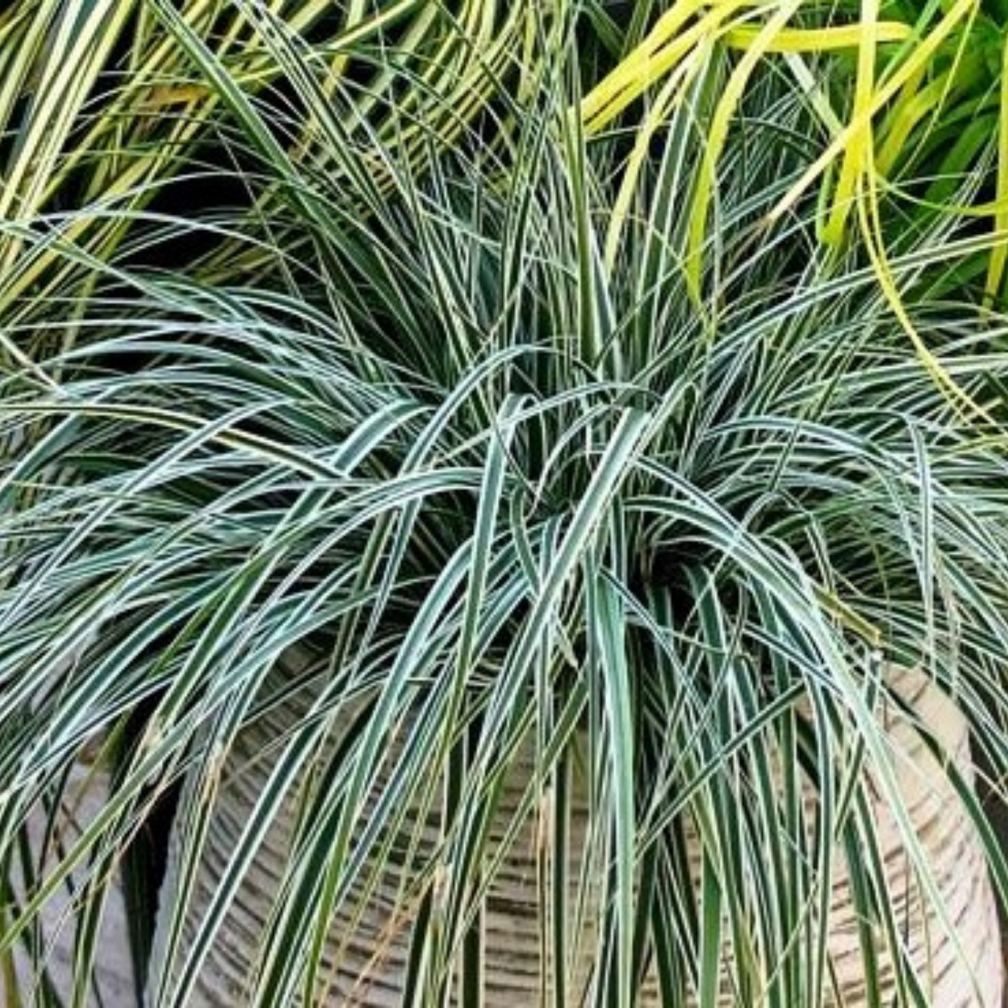 Variegated grass plant in a woven basket