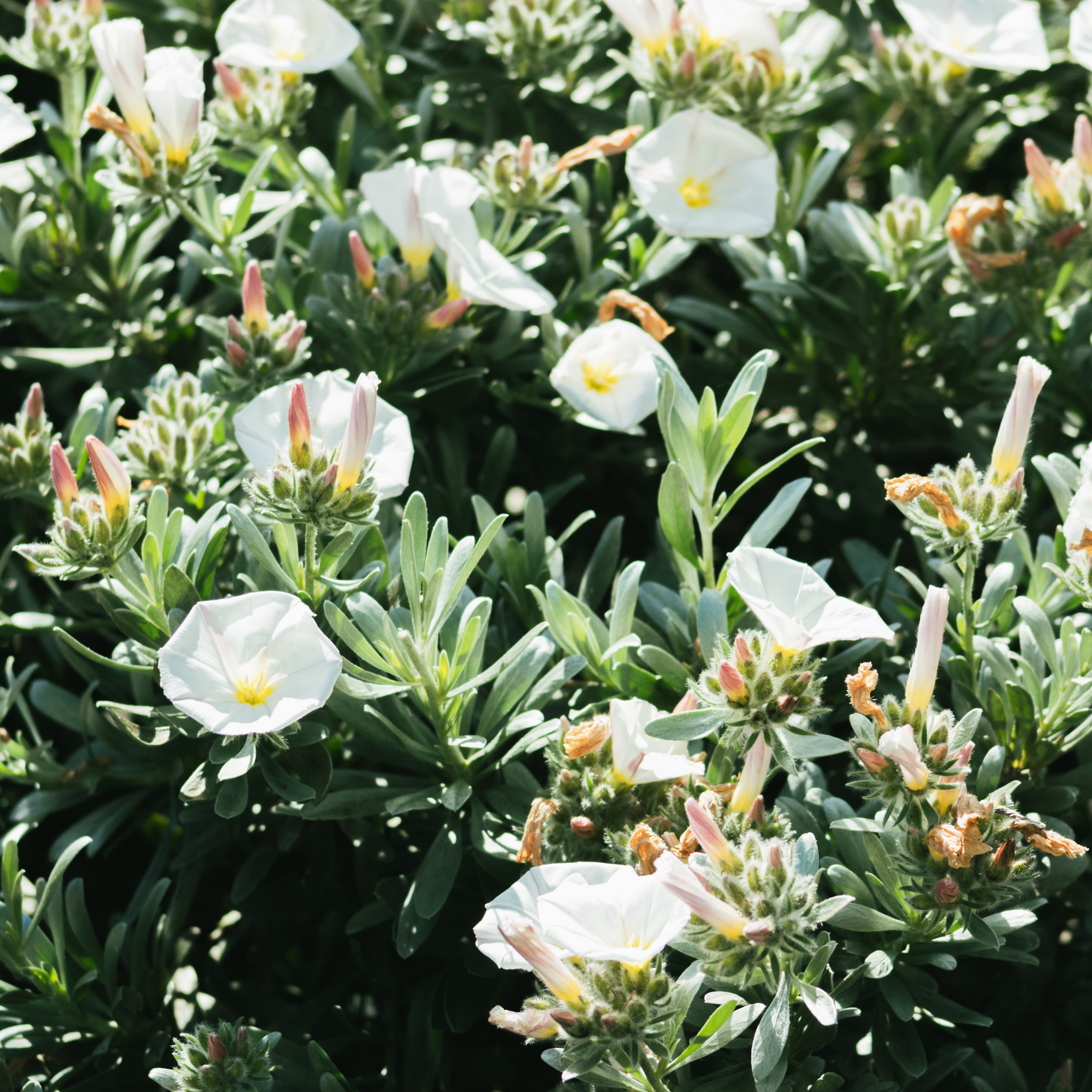 Silver Bush - Convolvulus cneorum Silvery Moon