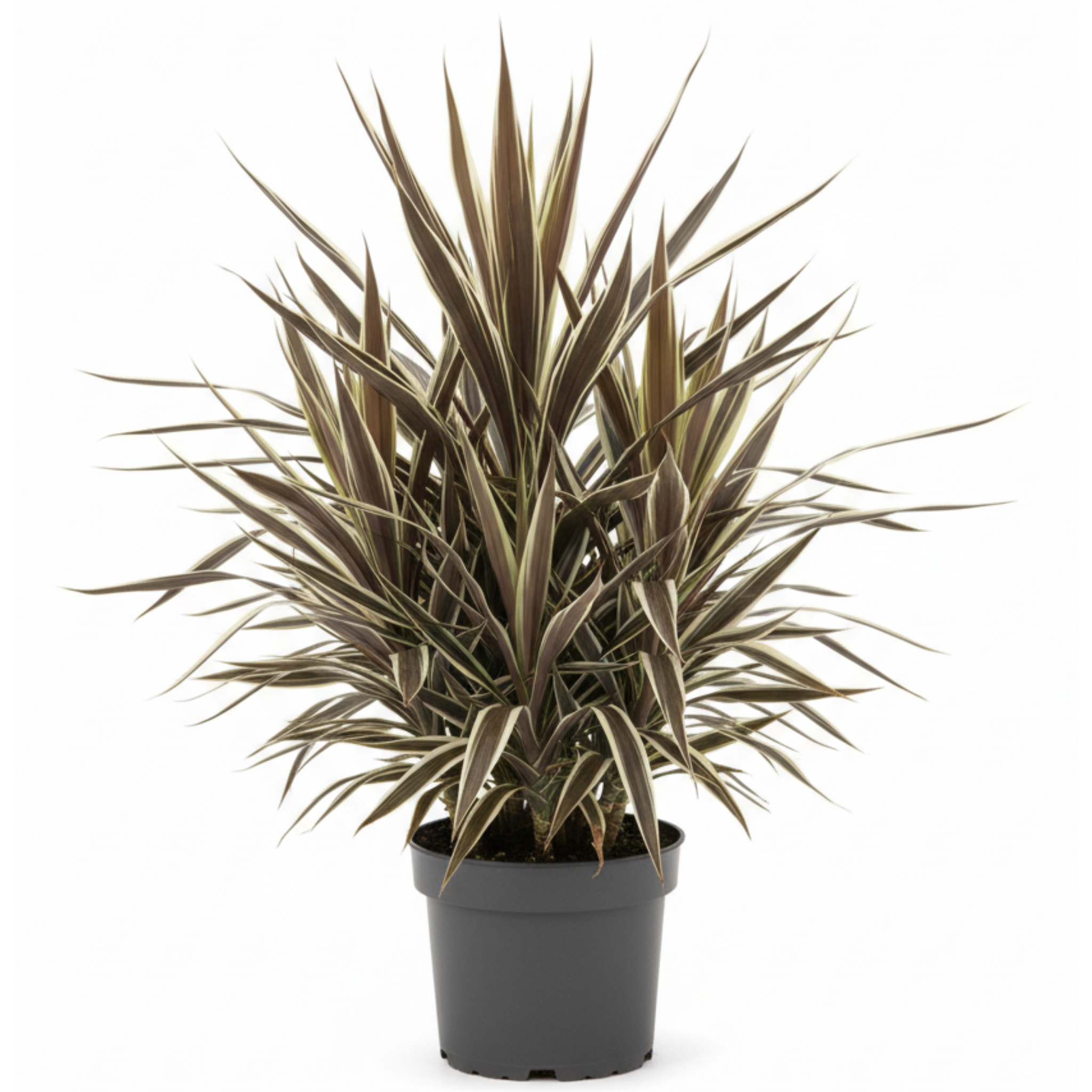 Electric Flash Cabbage Tree - Cordyline banksii 'Electric Flash'