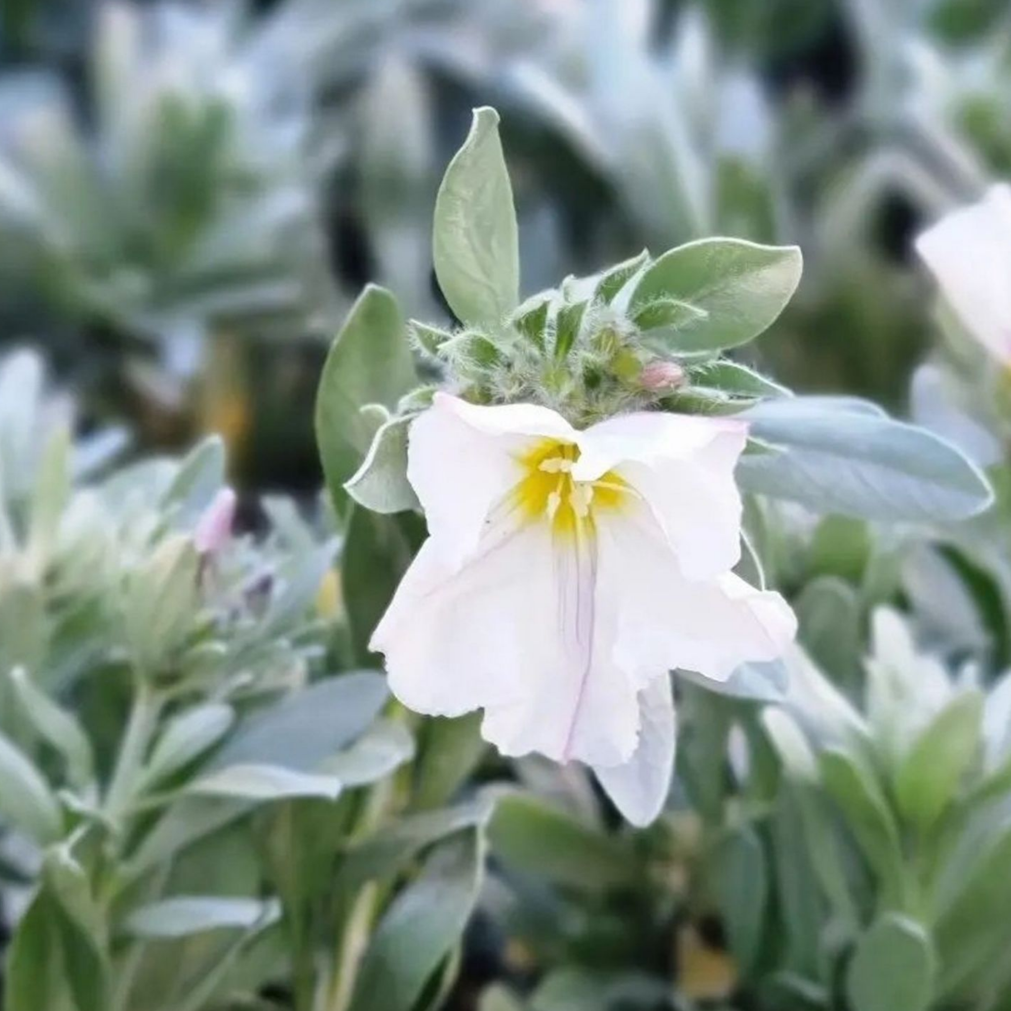 Silver Bush - Convolvulus cneorum