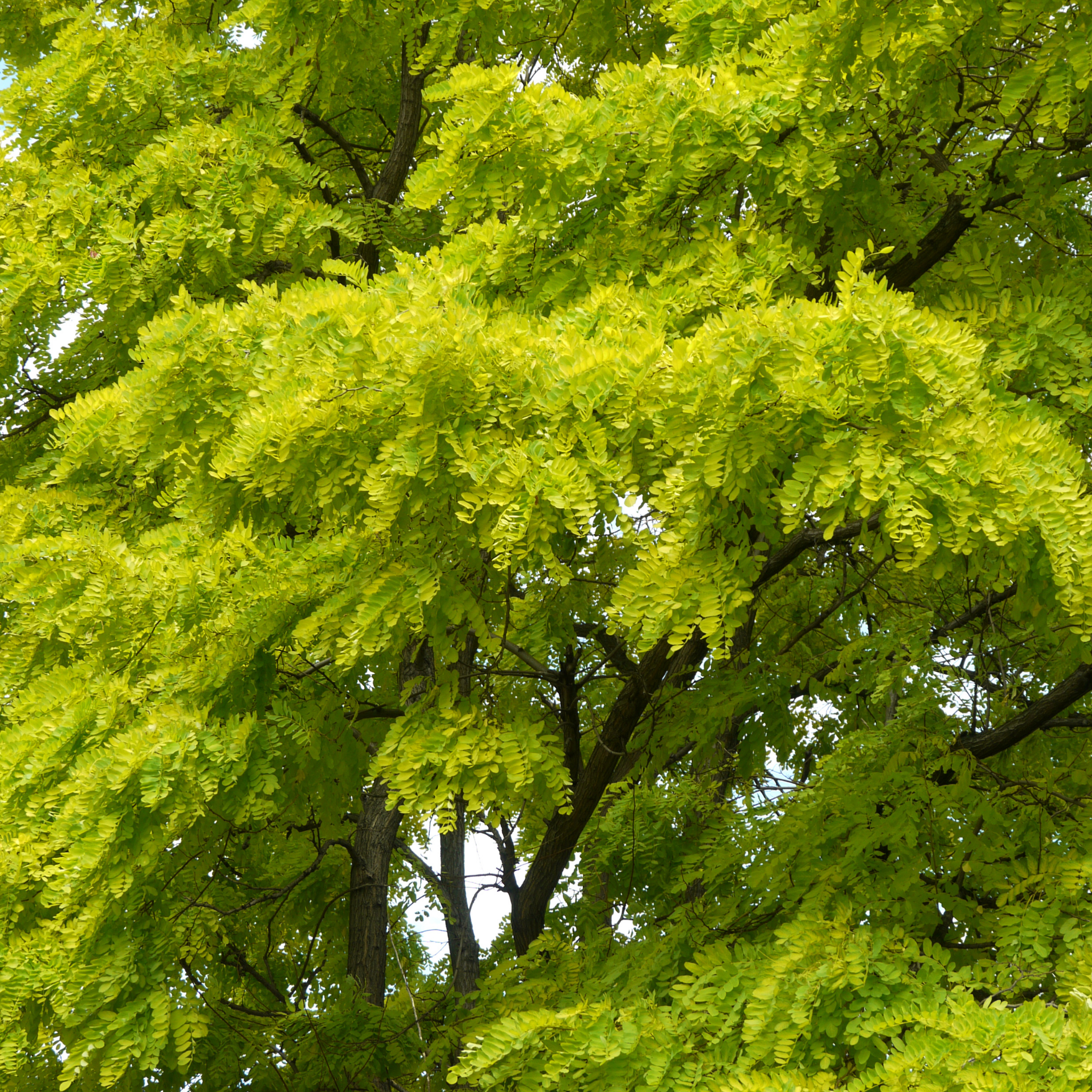 Golden Honey Locust - Gleditsia triacanthos inermis Sunburst