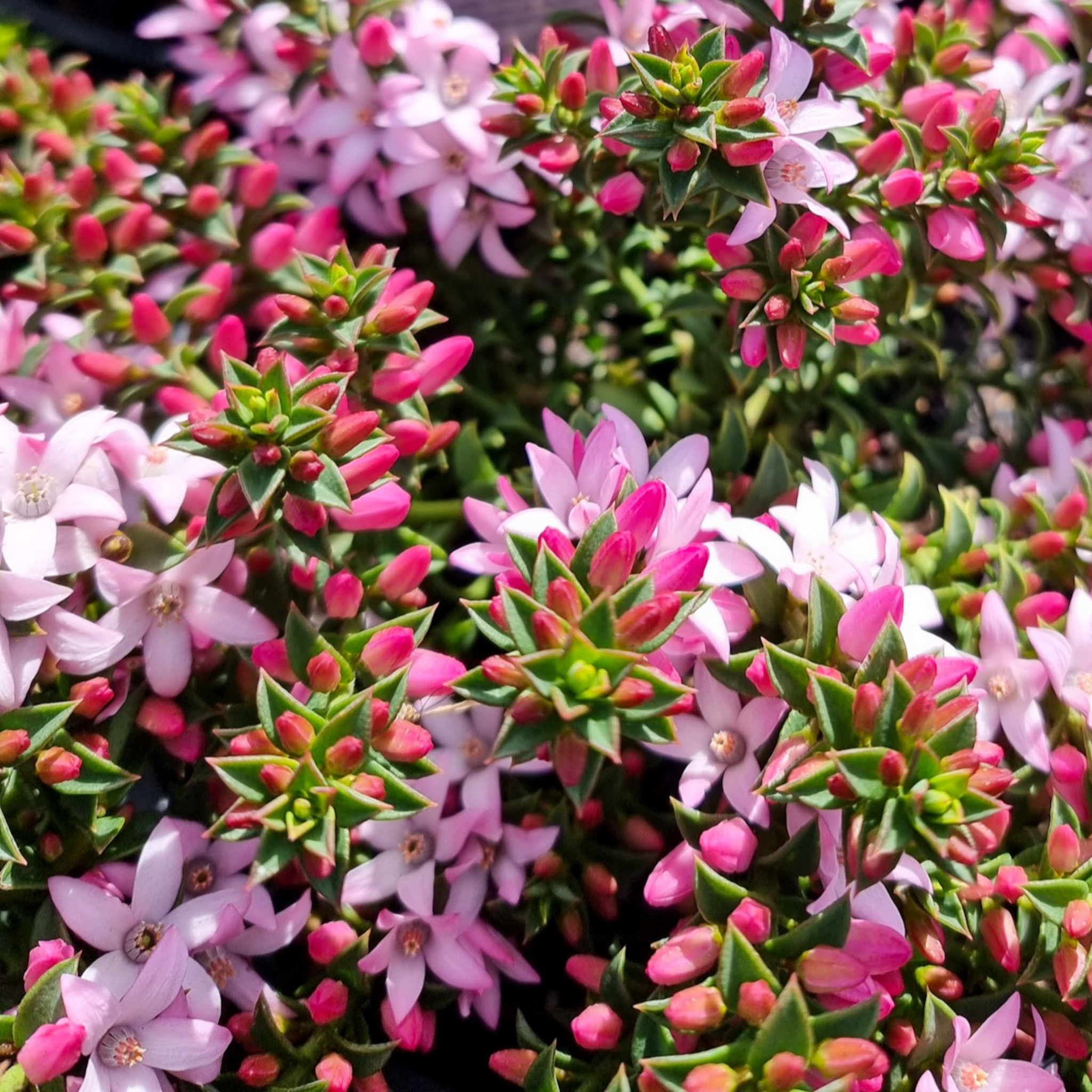 Box Leaf Wax Flower - Philotheca buxifolia Cascade of Stars
