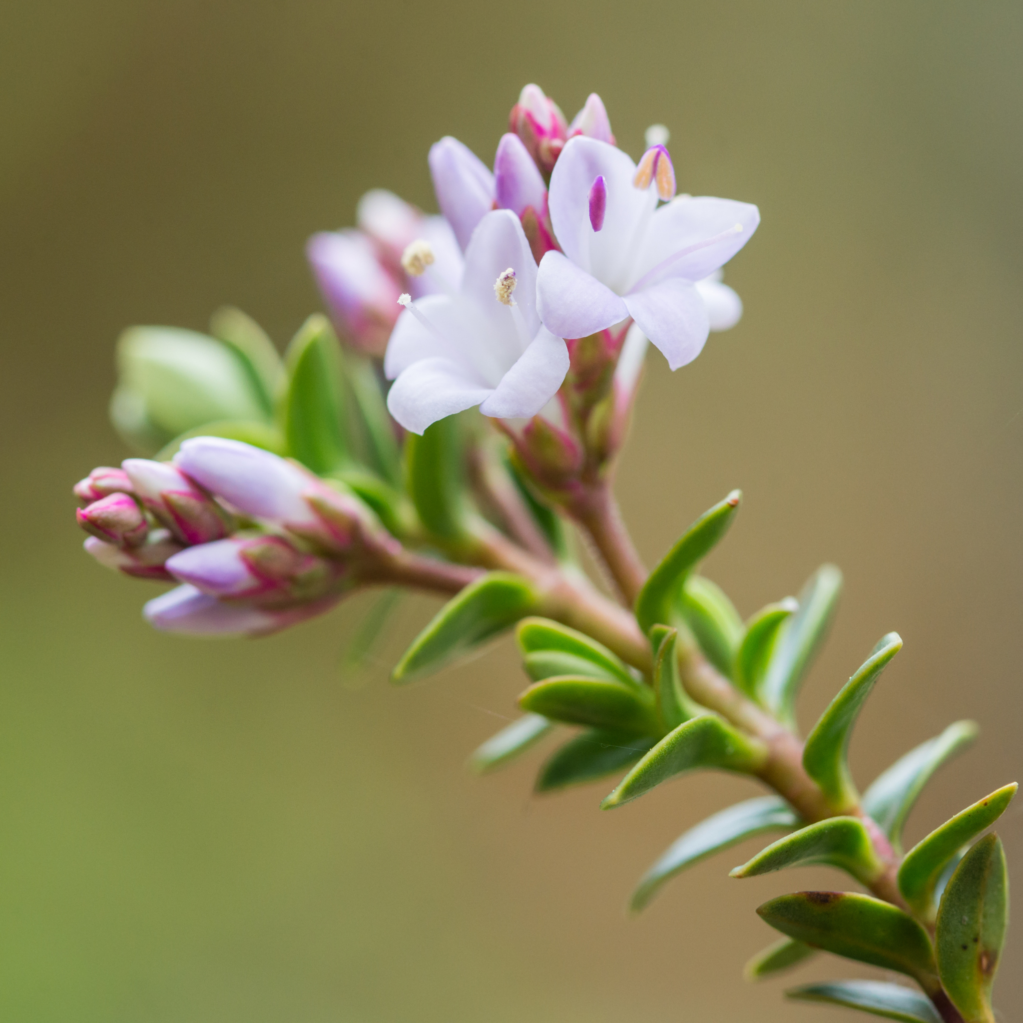 Hebe hybrida Wiri Cloud