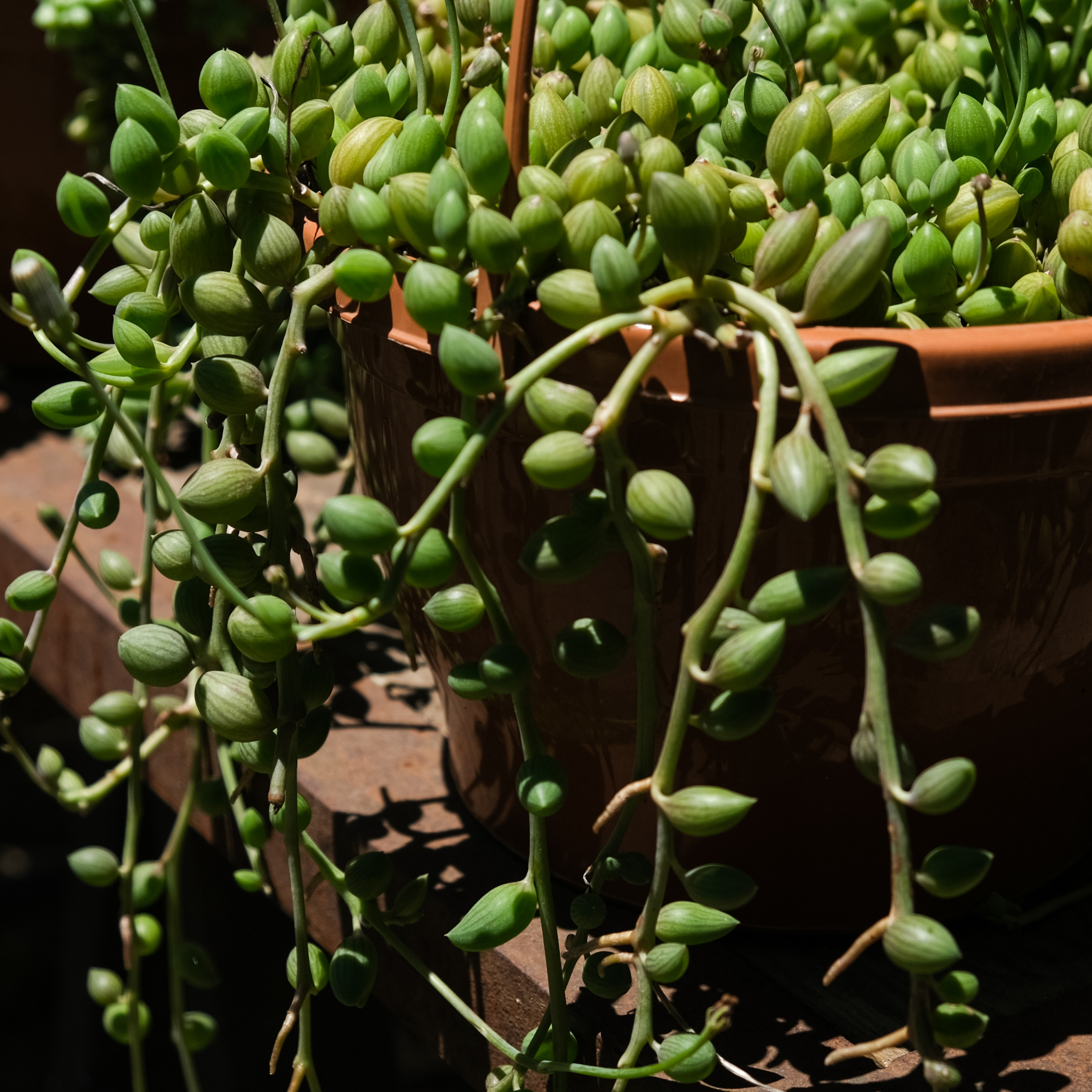 Senecio herrianus Angel Tears - String of Tears