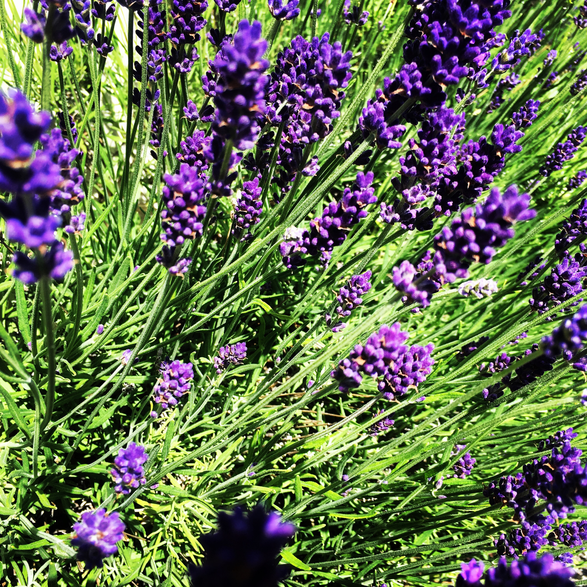 Dutch Lavender - Lavandula intermedia 'Grosso'
