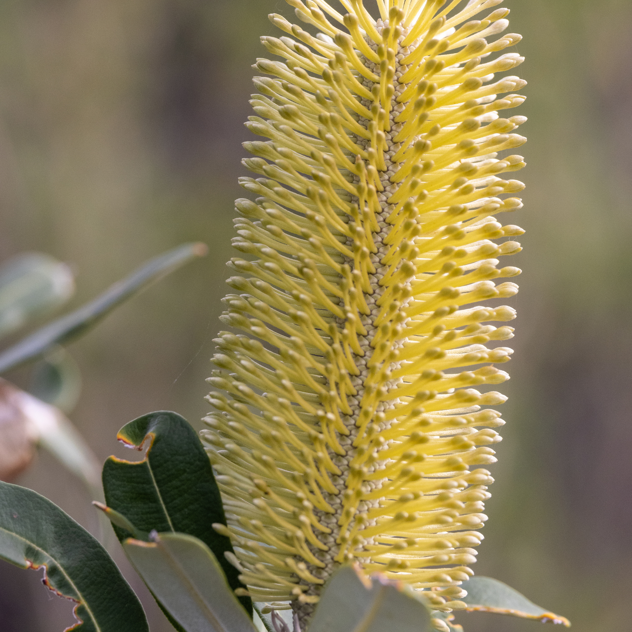 Close-up of a yellow banksia flower spike with green leaves.