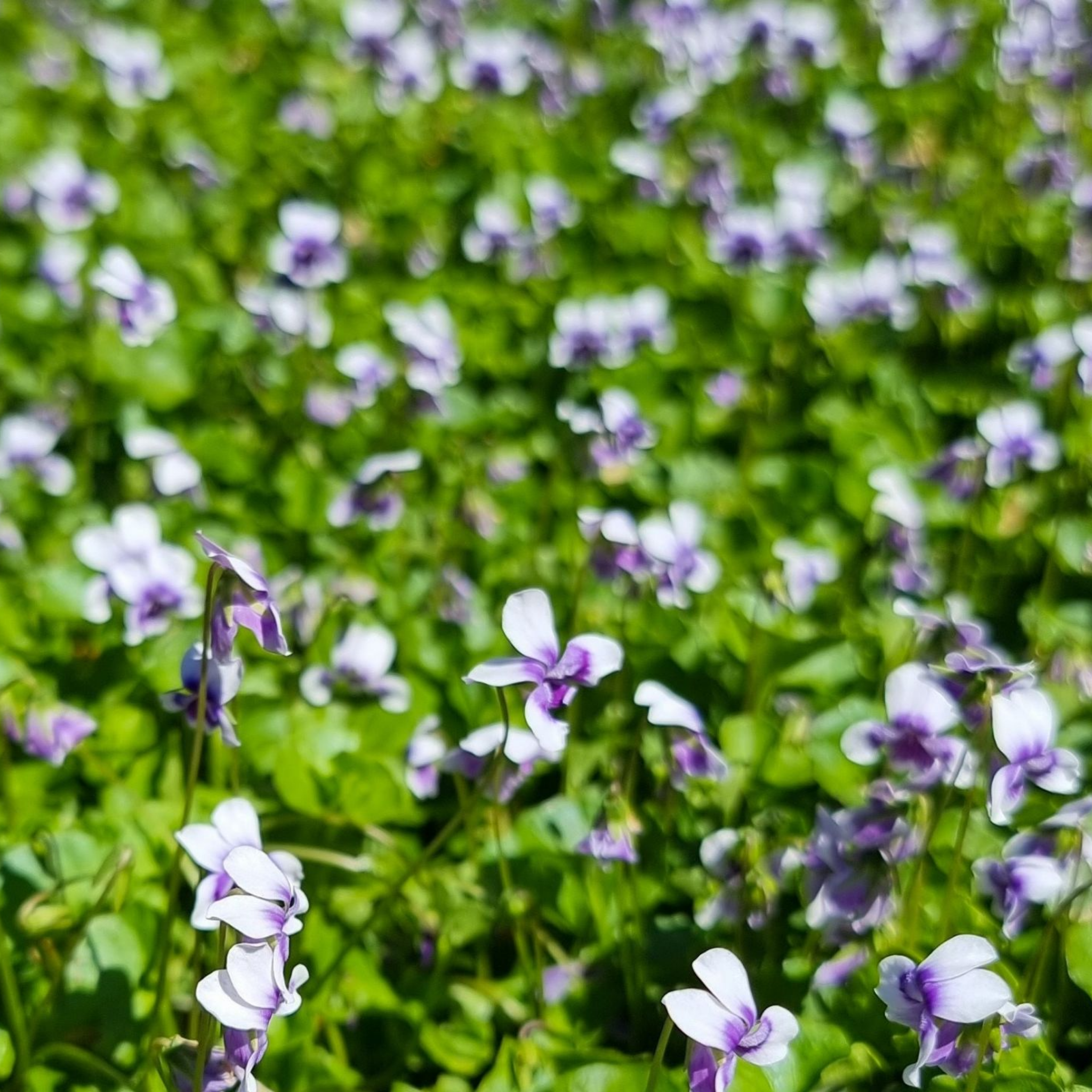 Native Australian Violet / Ivy Leaf Violet - Viola hederacea