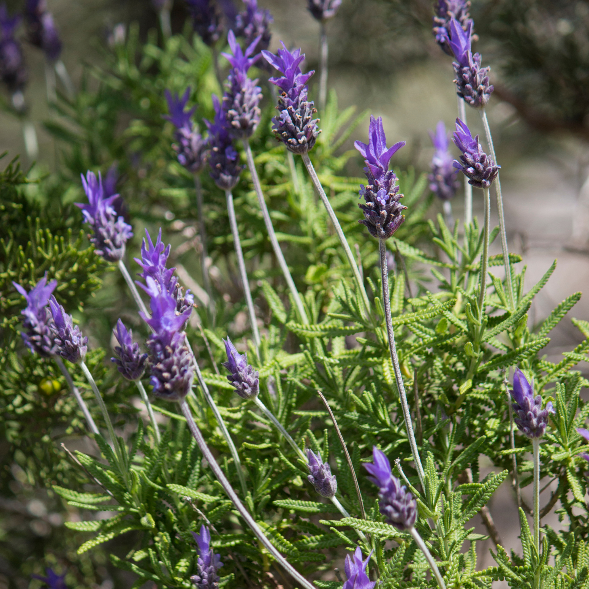 Dwarf French Lavender - Lavandula dentata La Diva Imperial