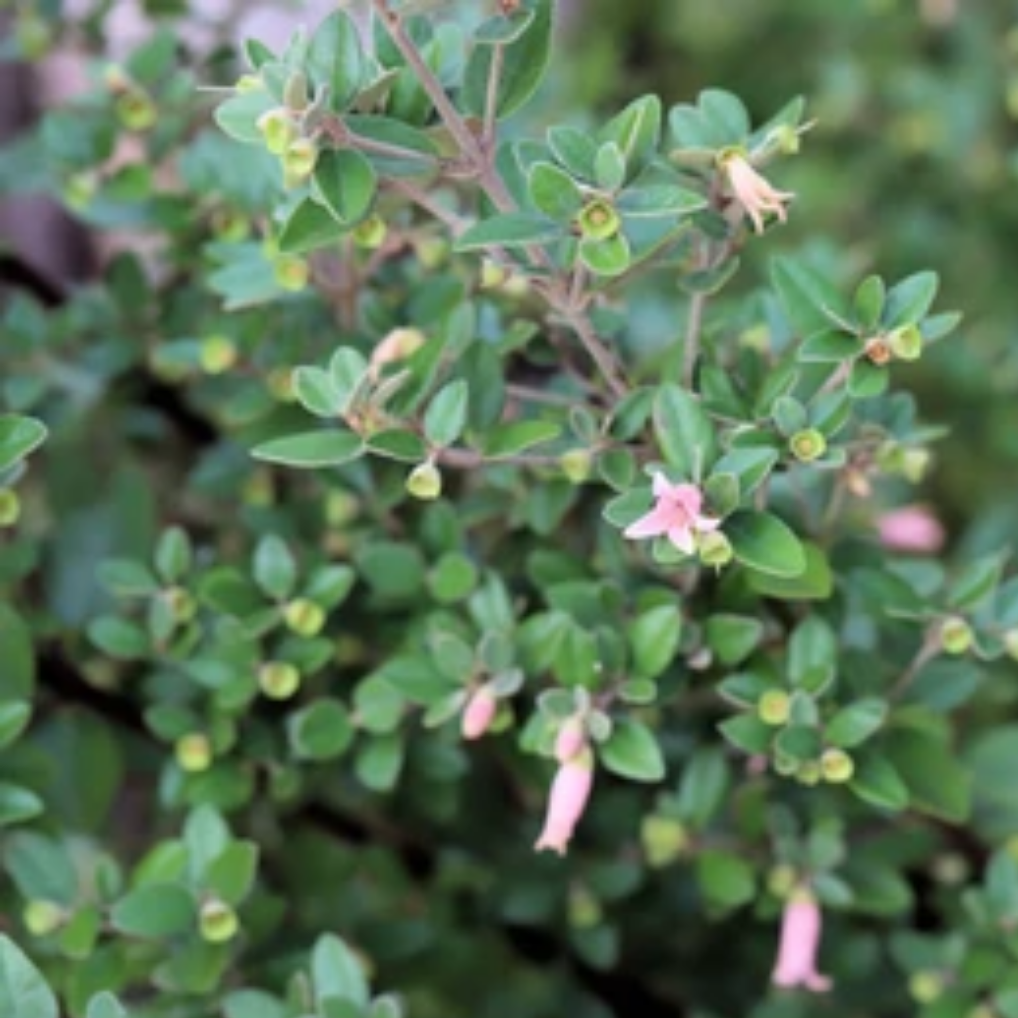 Pink Correa - Correa alba Coastal Pink