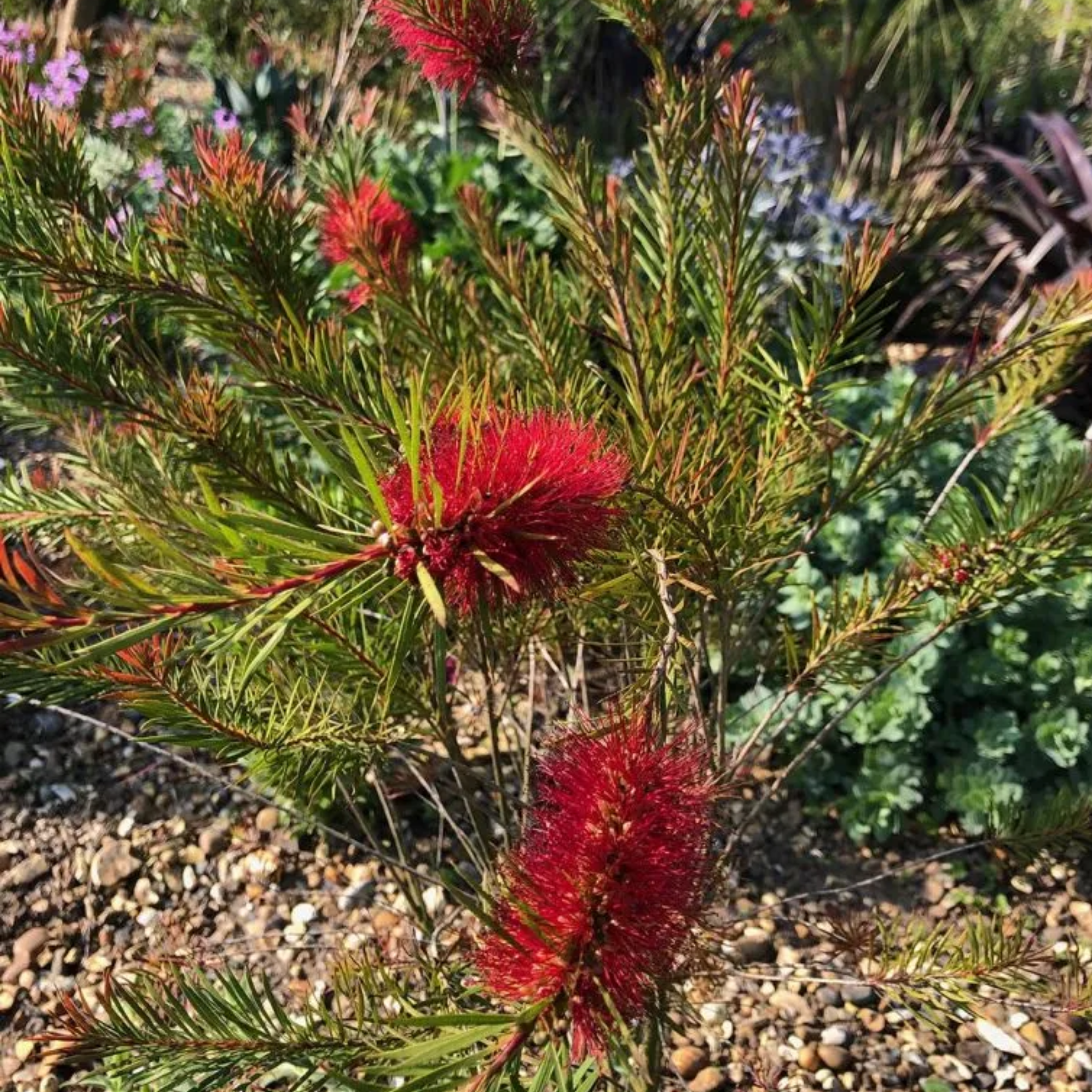 Deep Red Bottlebrush - Callistemon subulatus 'Packers Selection’