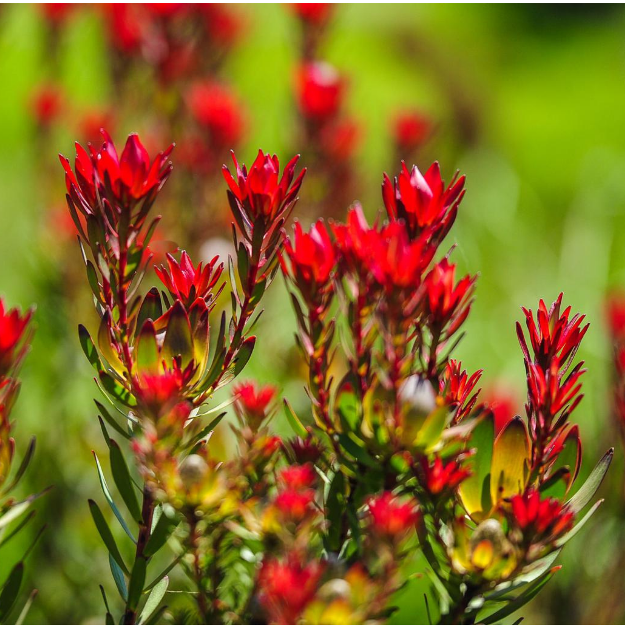 Red Devil Conebush - Leucadendron salignum Red Devil