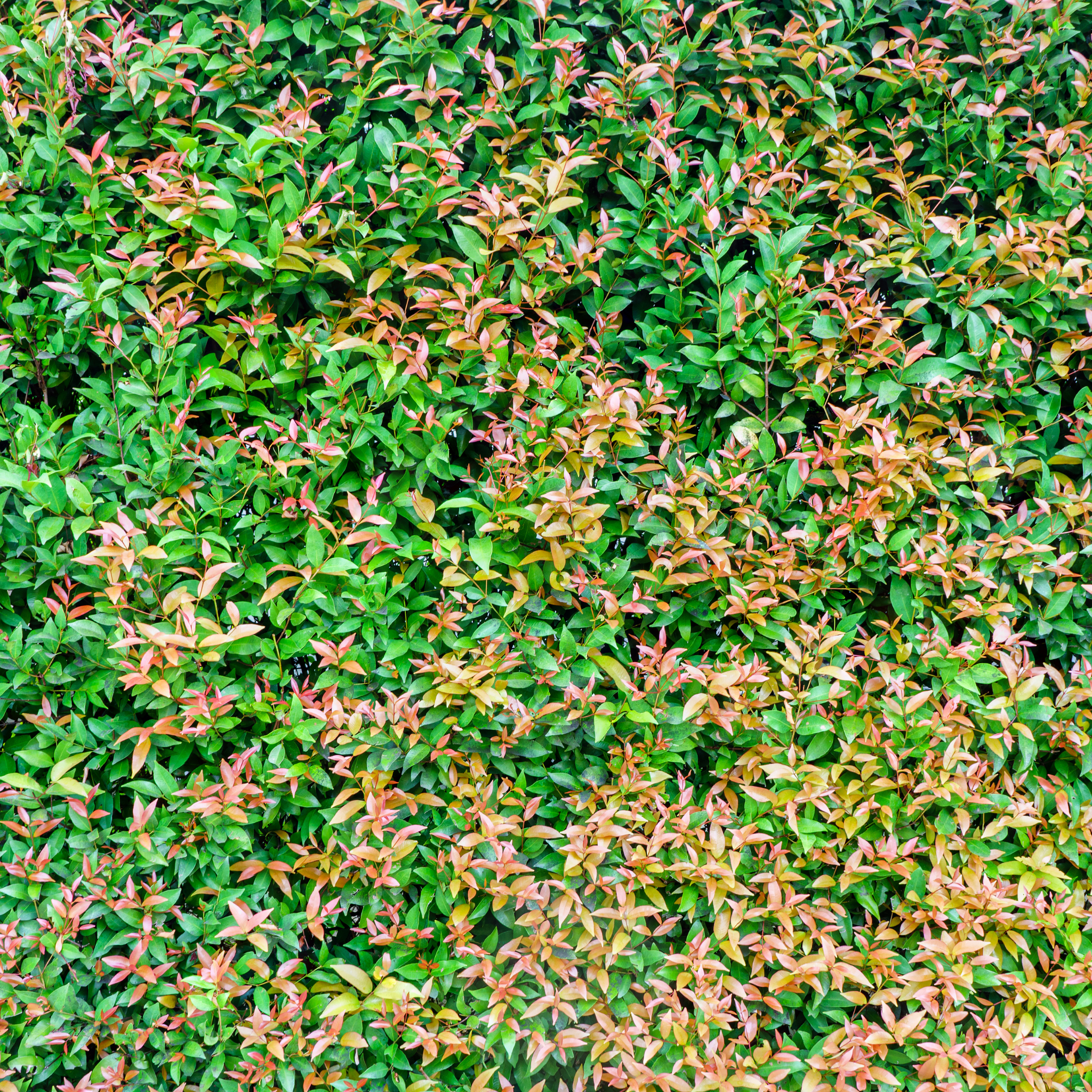 Lilly Pilly Straight And Narrow - Syzygium australe Straight And Narrow PBR