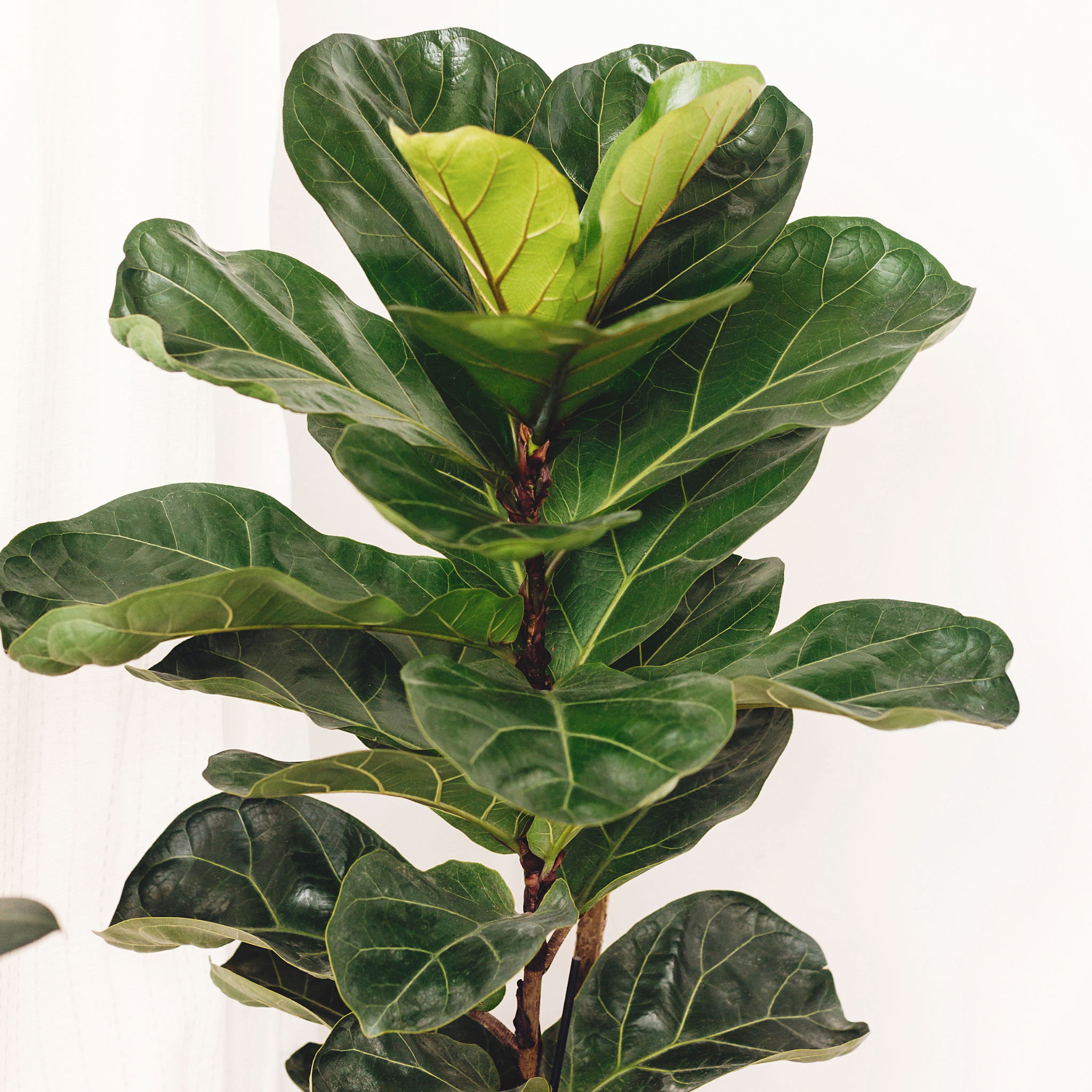 Fiddle Leaf Fig - Ficus lyrata