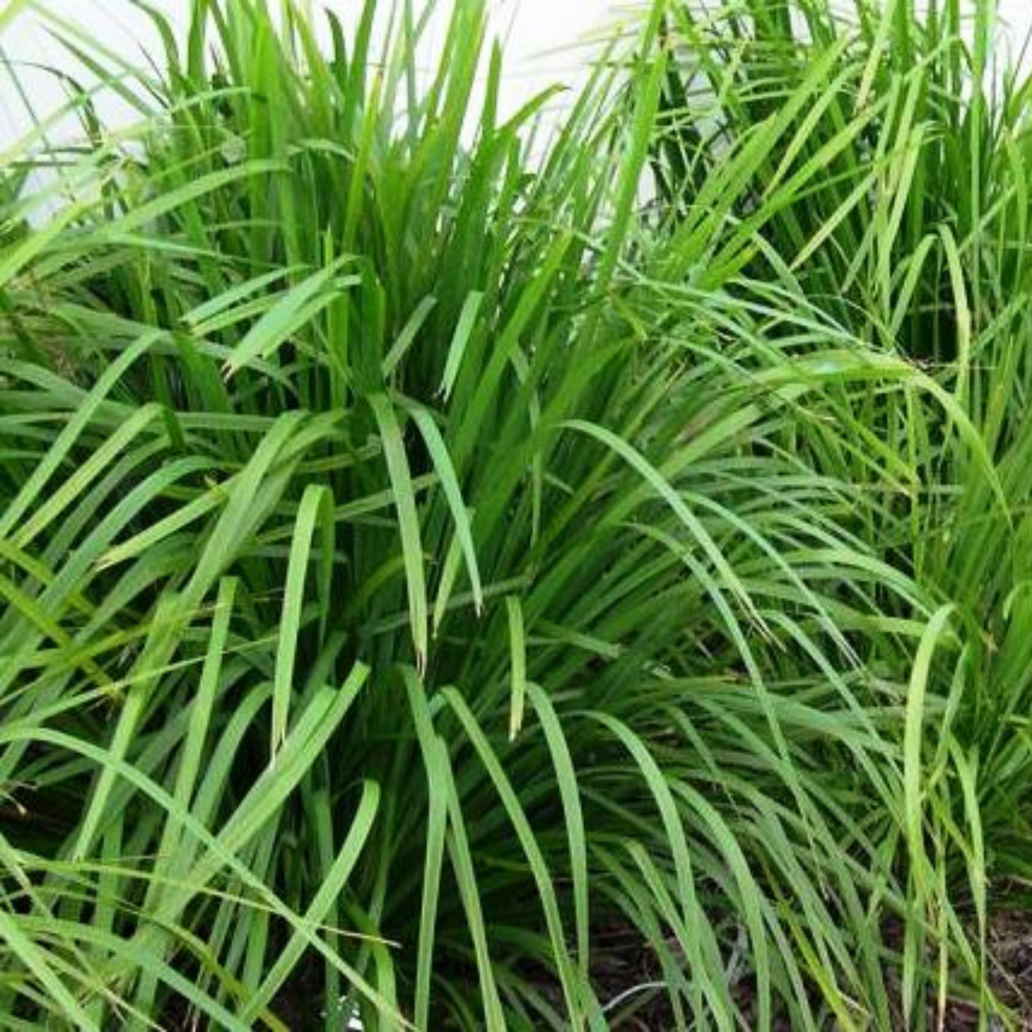 Lomandra longifolia