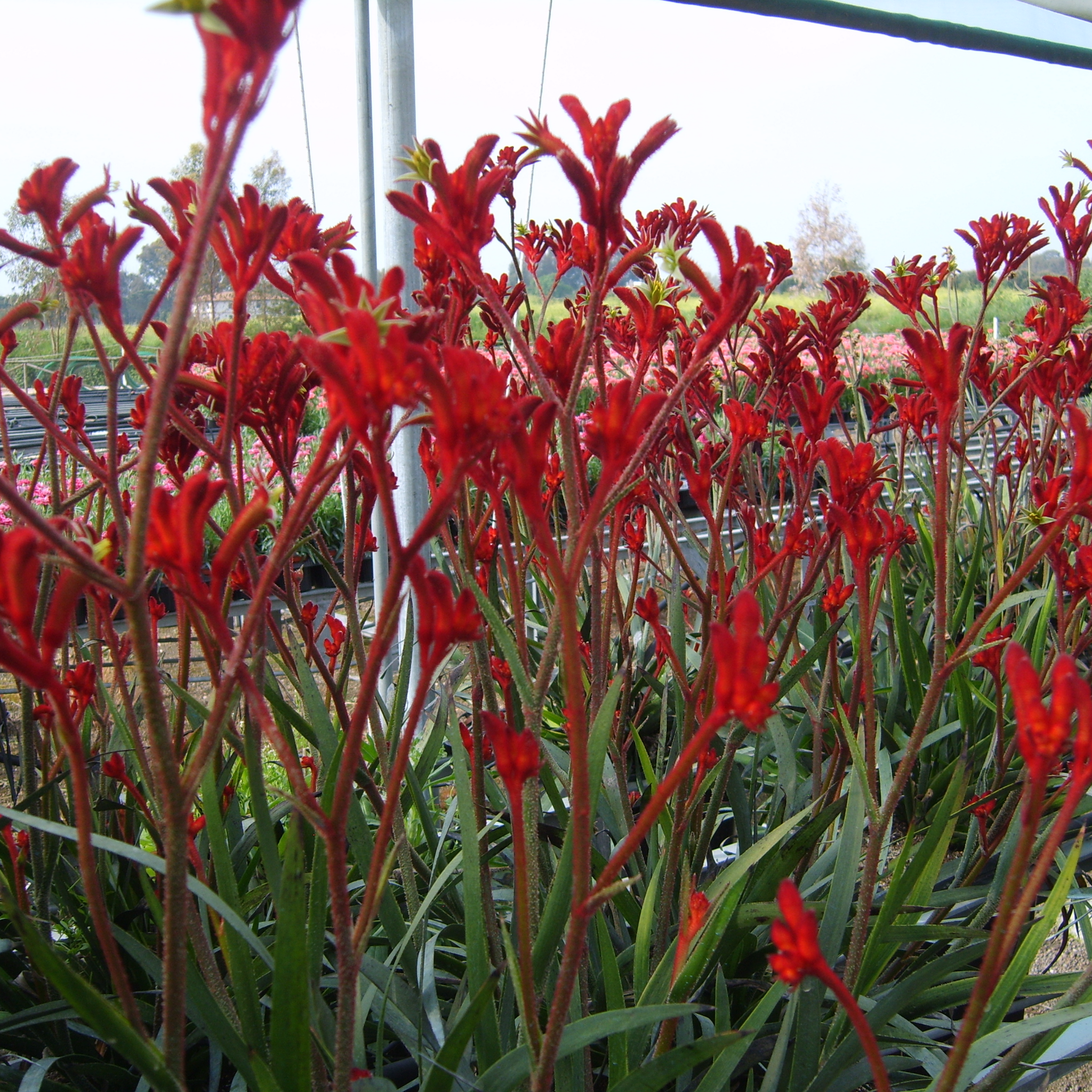 Kangaroo Paw 'Ruby Velvet' - Anigozanthos hybrida
