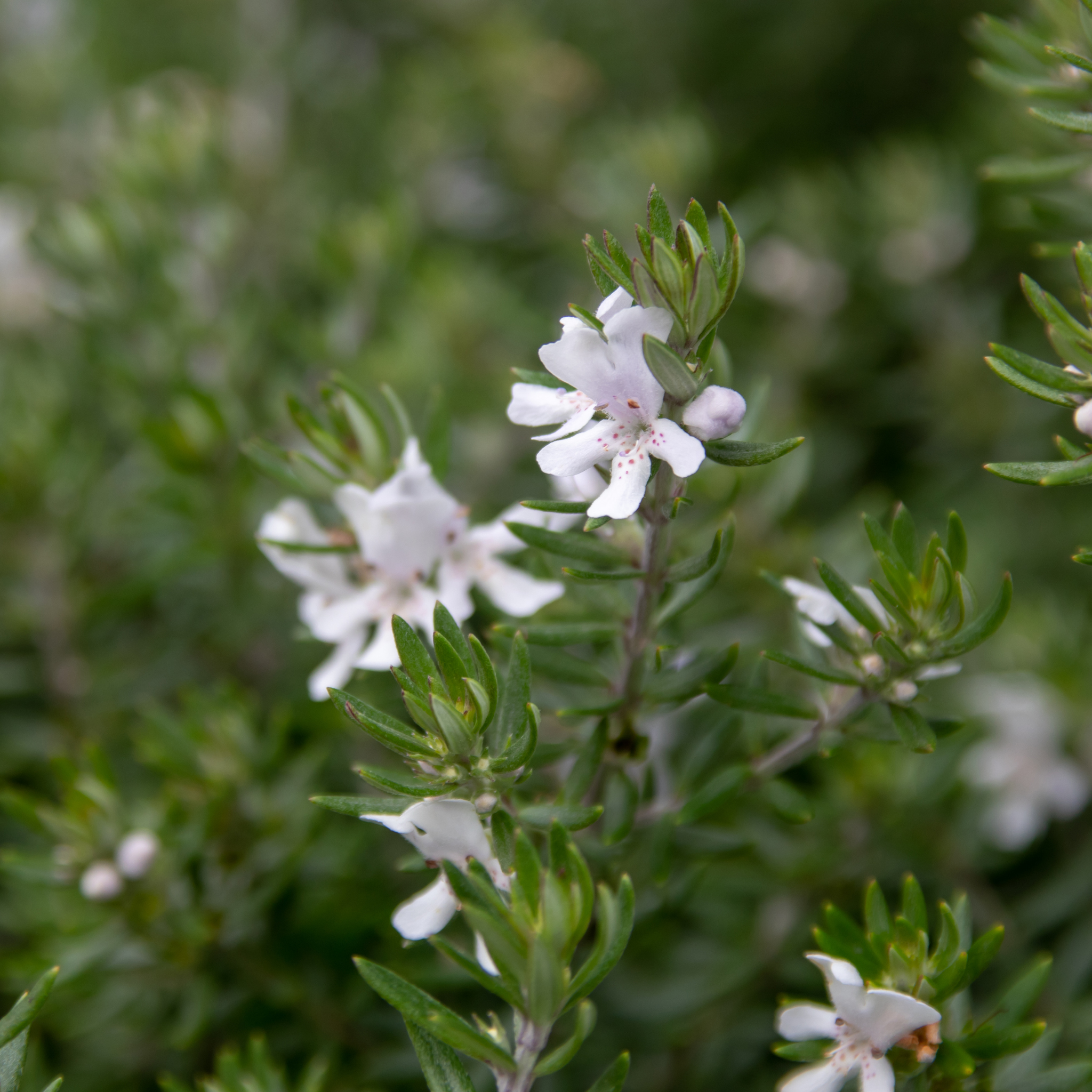 Mundi Native Rosemary - Westringia fruticosa Mundi