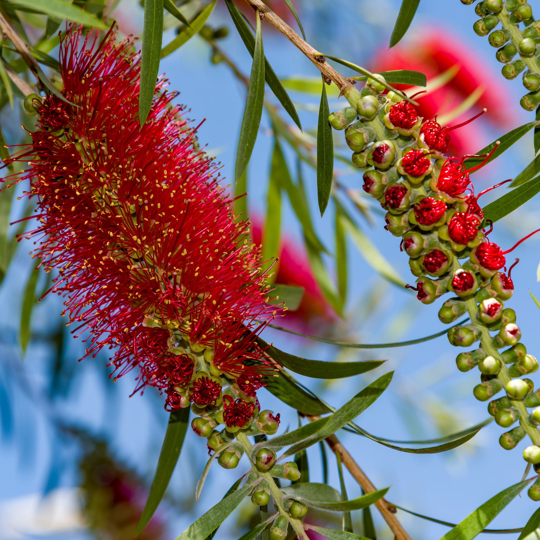 Slim Bottlebrush - Callistemon viminalis 'Slim'