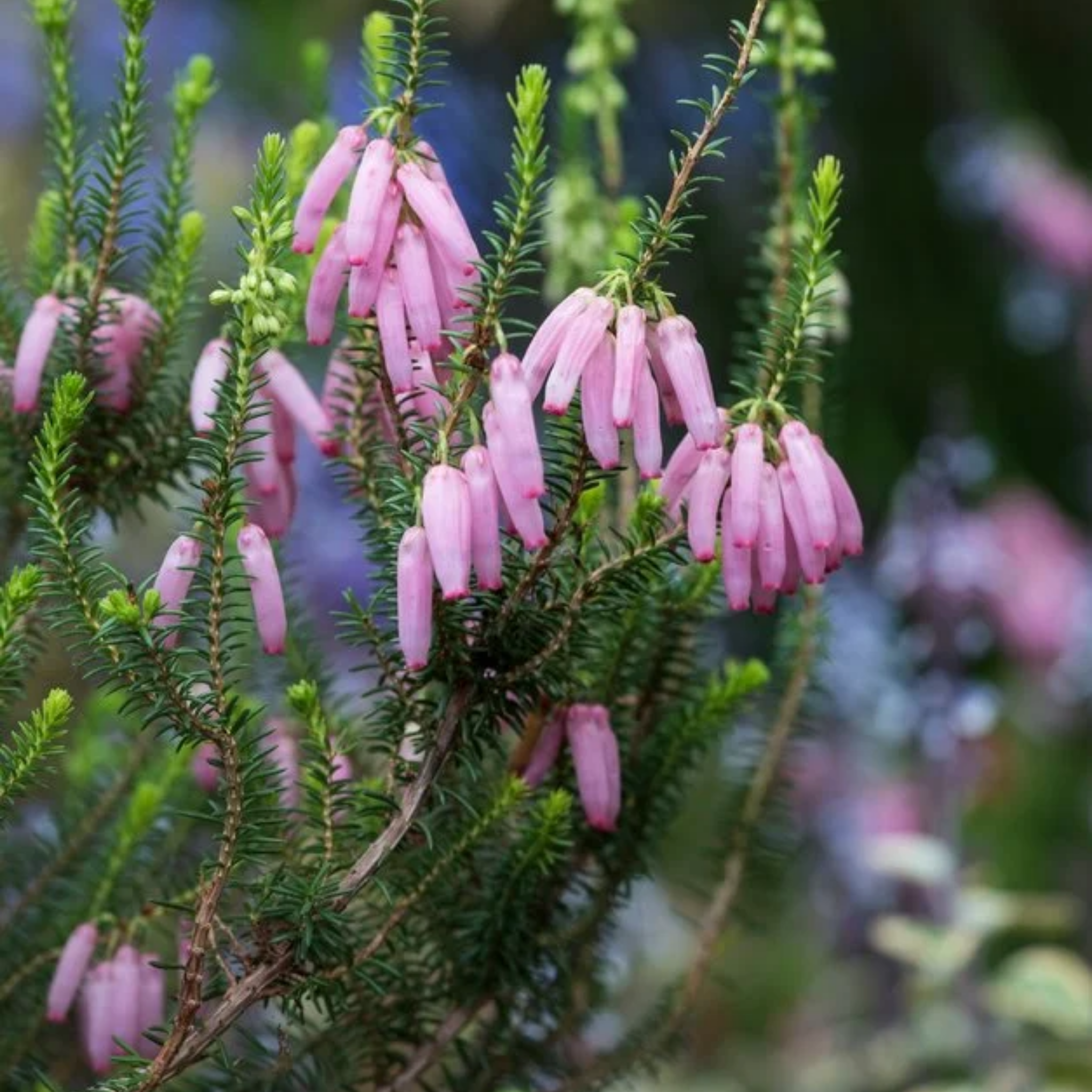 Bridal Heath Pink Blush - Erica bauera Pink Blush