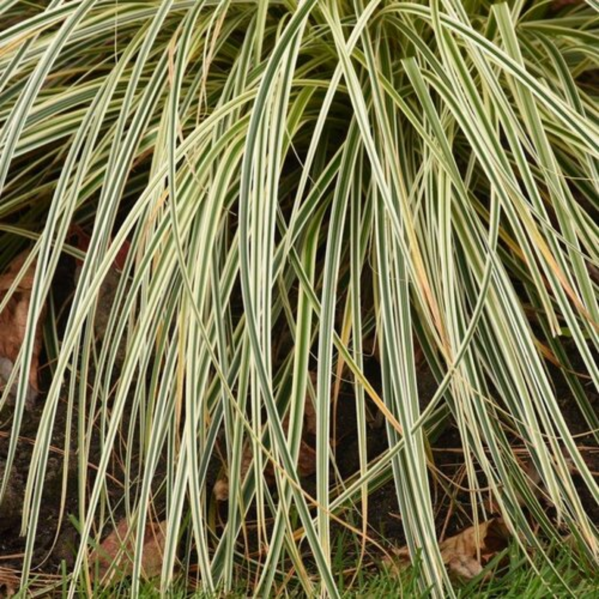 Close-up of variegated grass with green and white leaves.