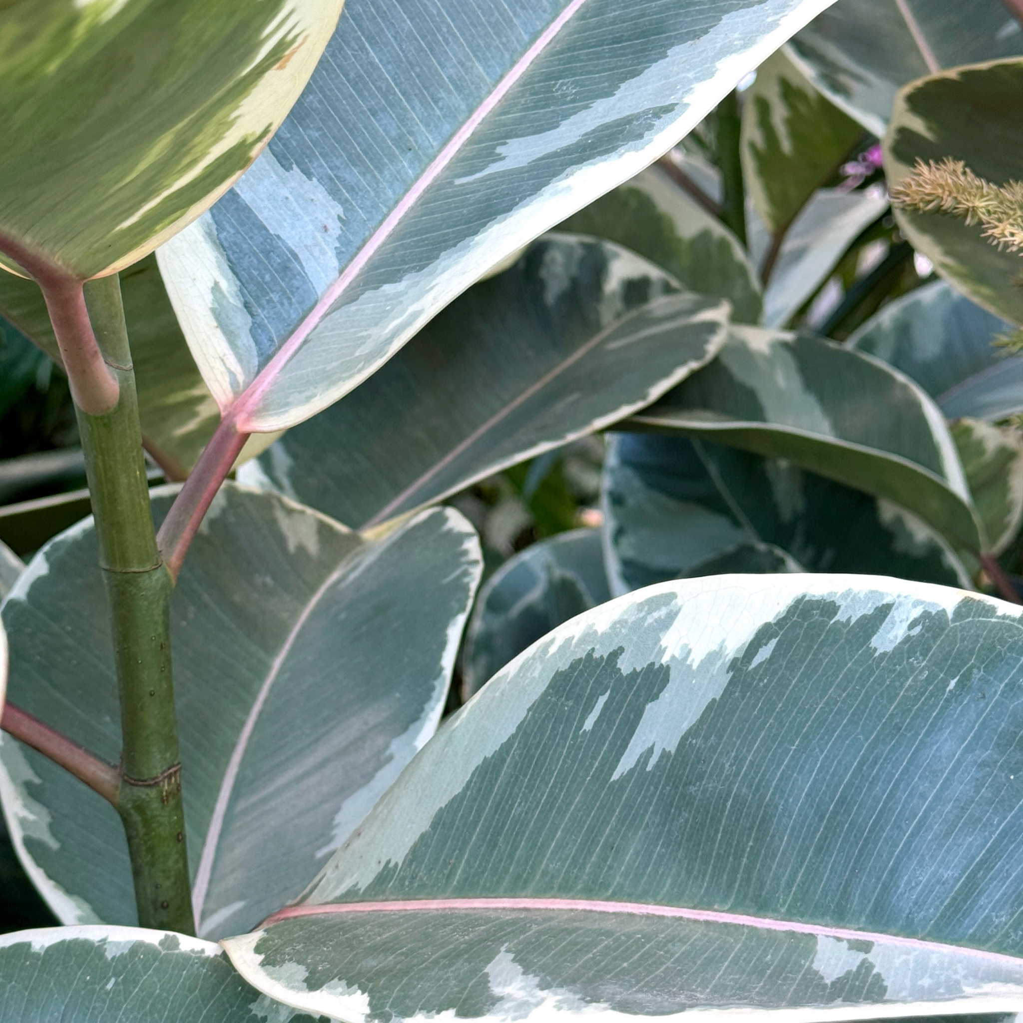 Tineke Rubber Tree Plant - Ficus elastica Tineke