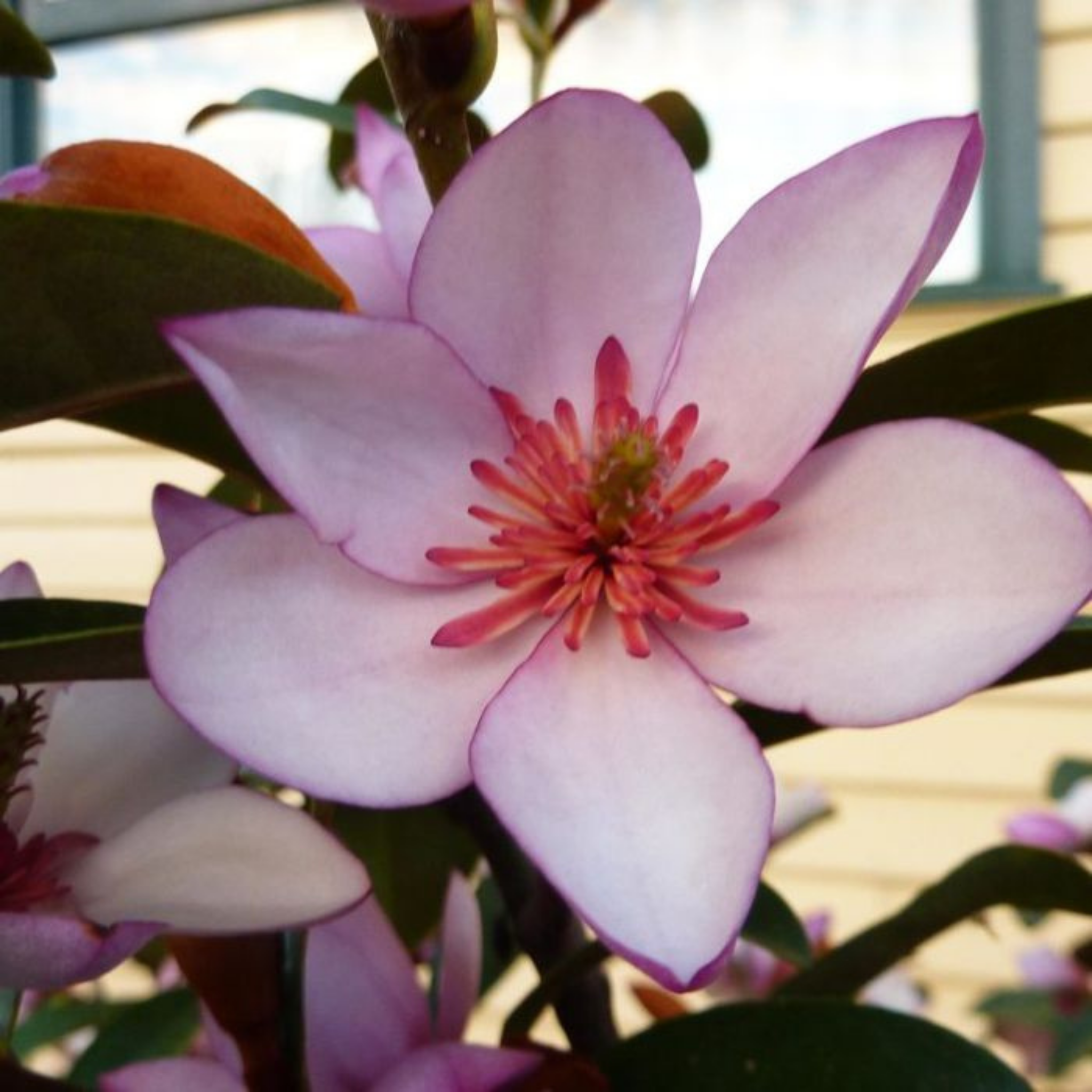Magnolia Pink Pearl - Magnolia doltsopa figo Pink Pearl