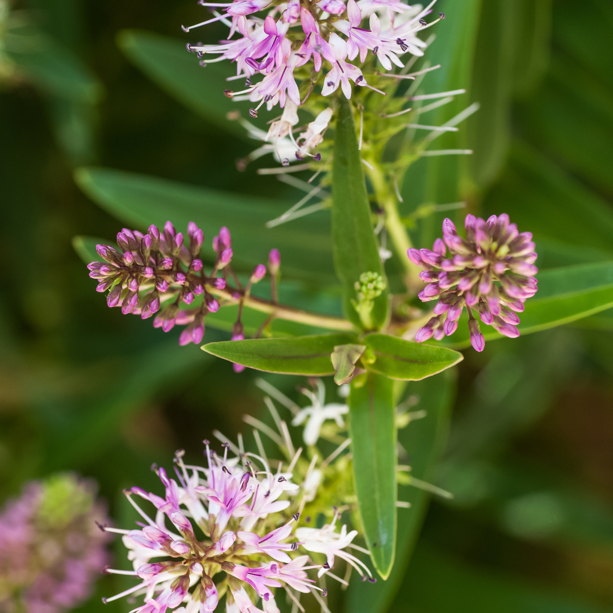 Shrubby Veronica Surf Wipeout - Hebe hybrida 'Surf Wipeout'
