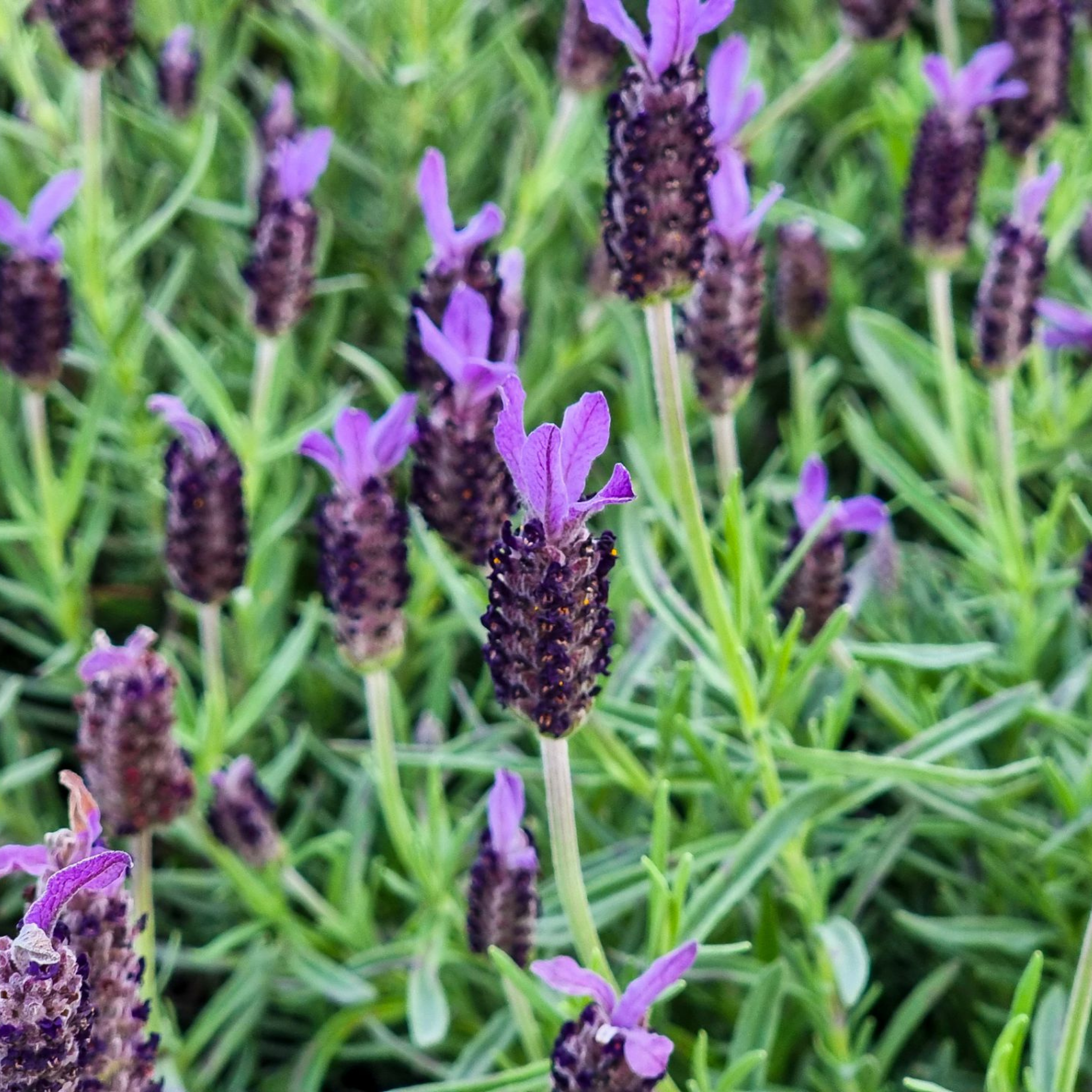 Spanish Lavender - Lavandula stoechas Avonview