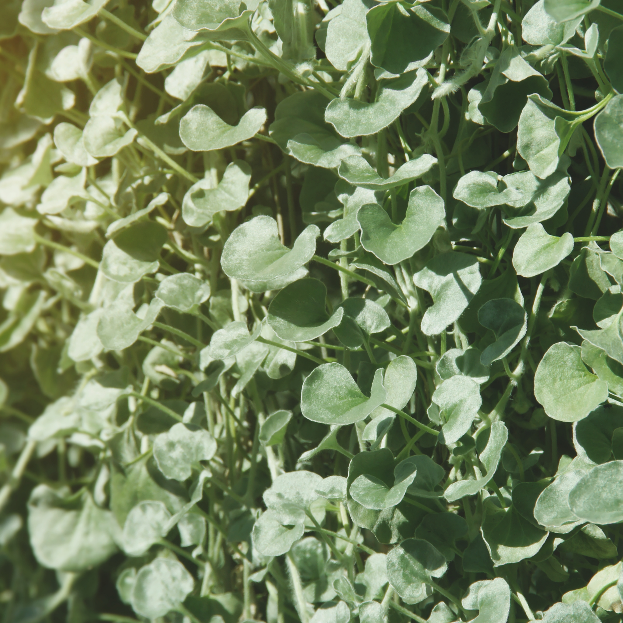 Silver Kidney Grass - Dichondra argentea Silver Falls