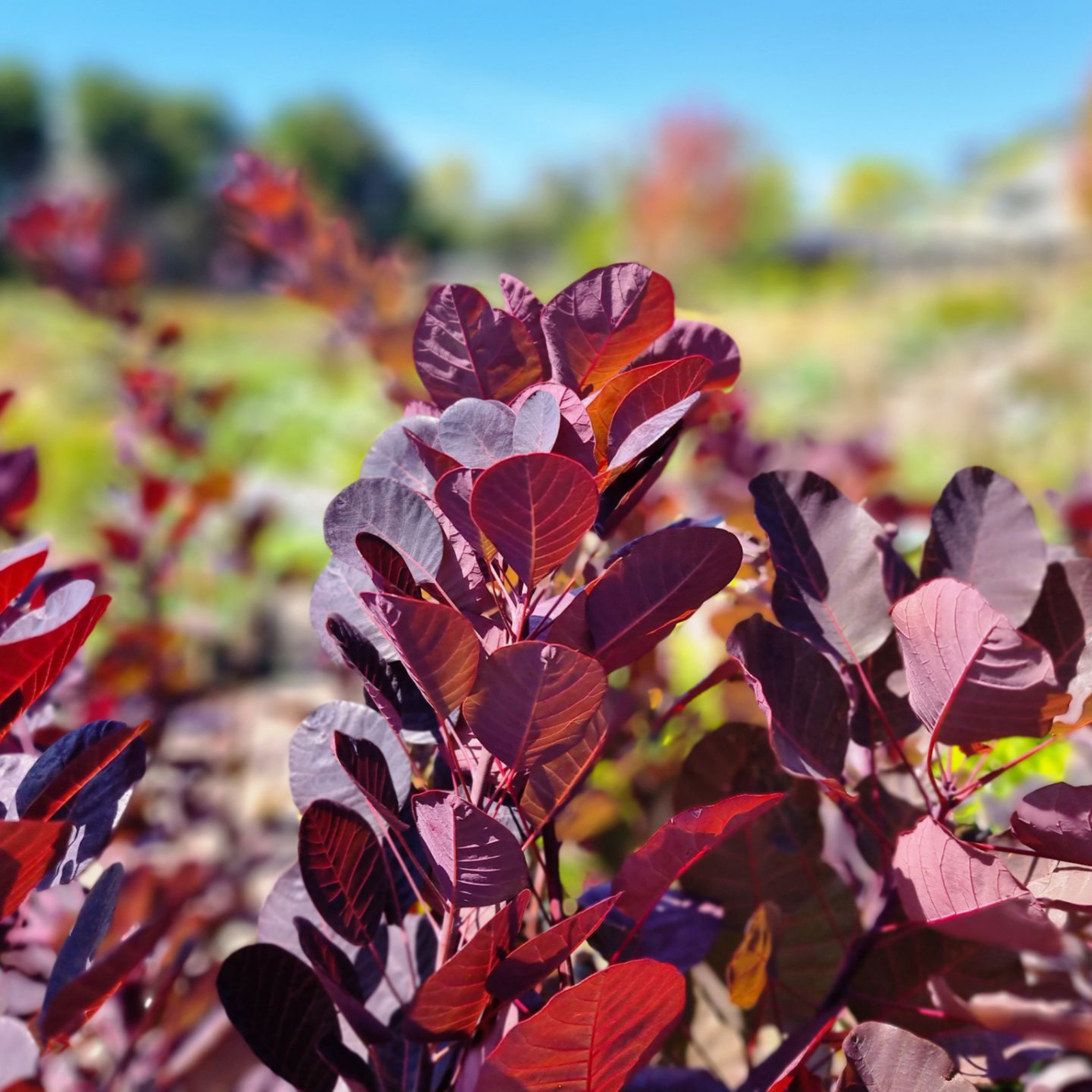 Cotinus coggygria Purple Smoke Tree - Cotinus coggygria Purpurea