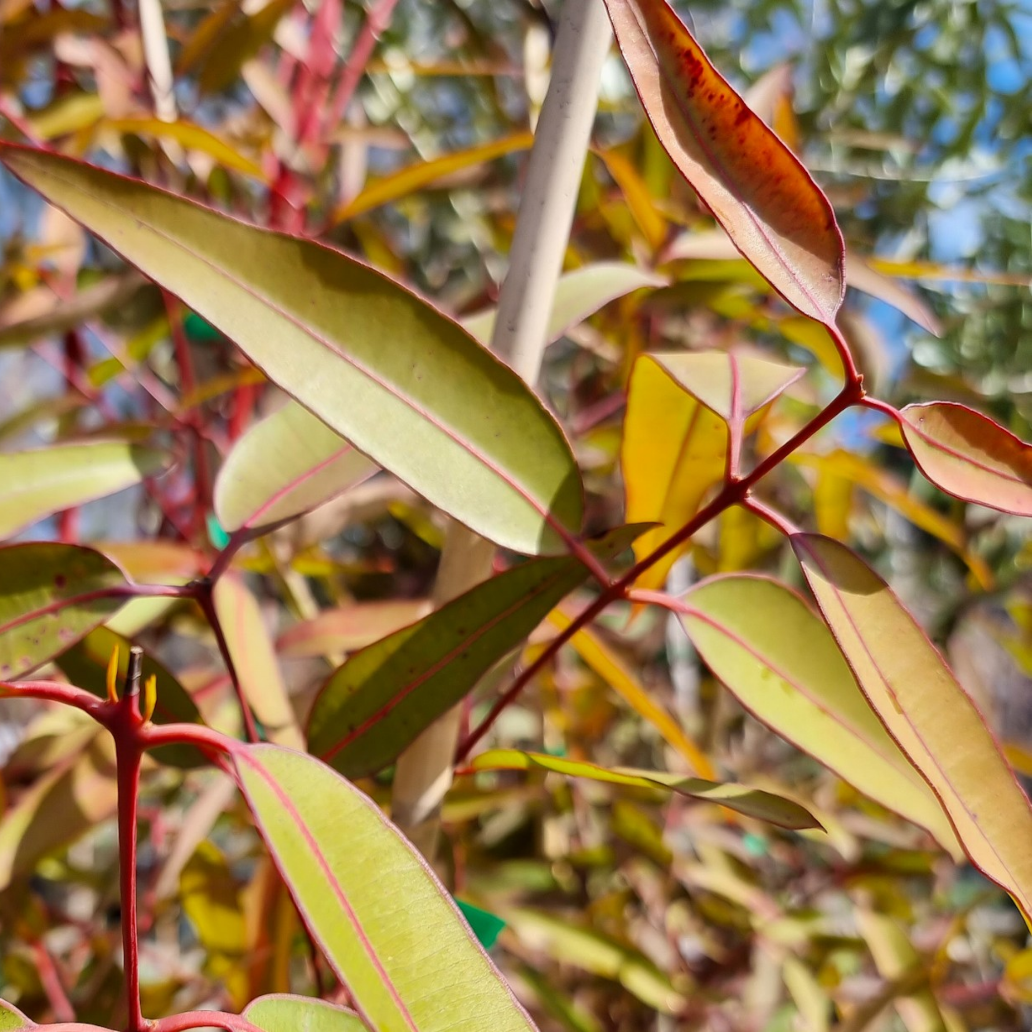 Sydney Red Gum / Smooth Barked Apple Gum / Rose Gum - Angophora costata