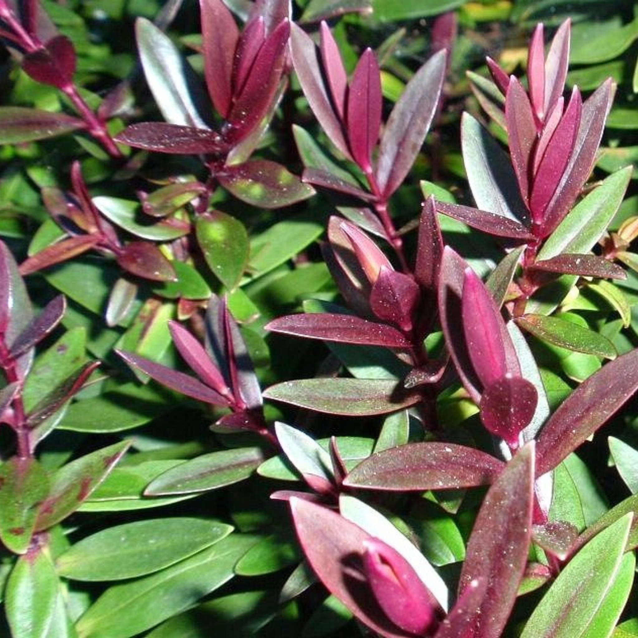 Hebe hybrida Pretty N Pink