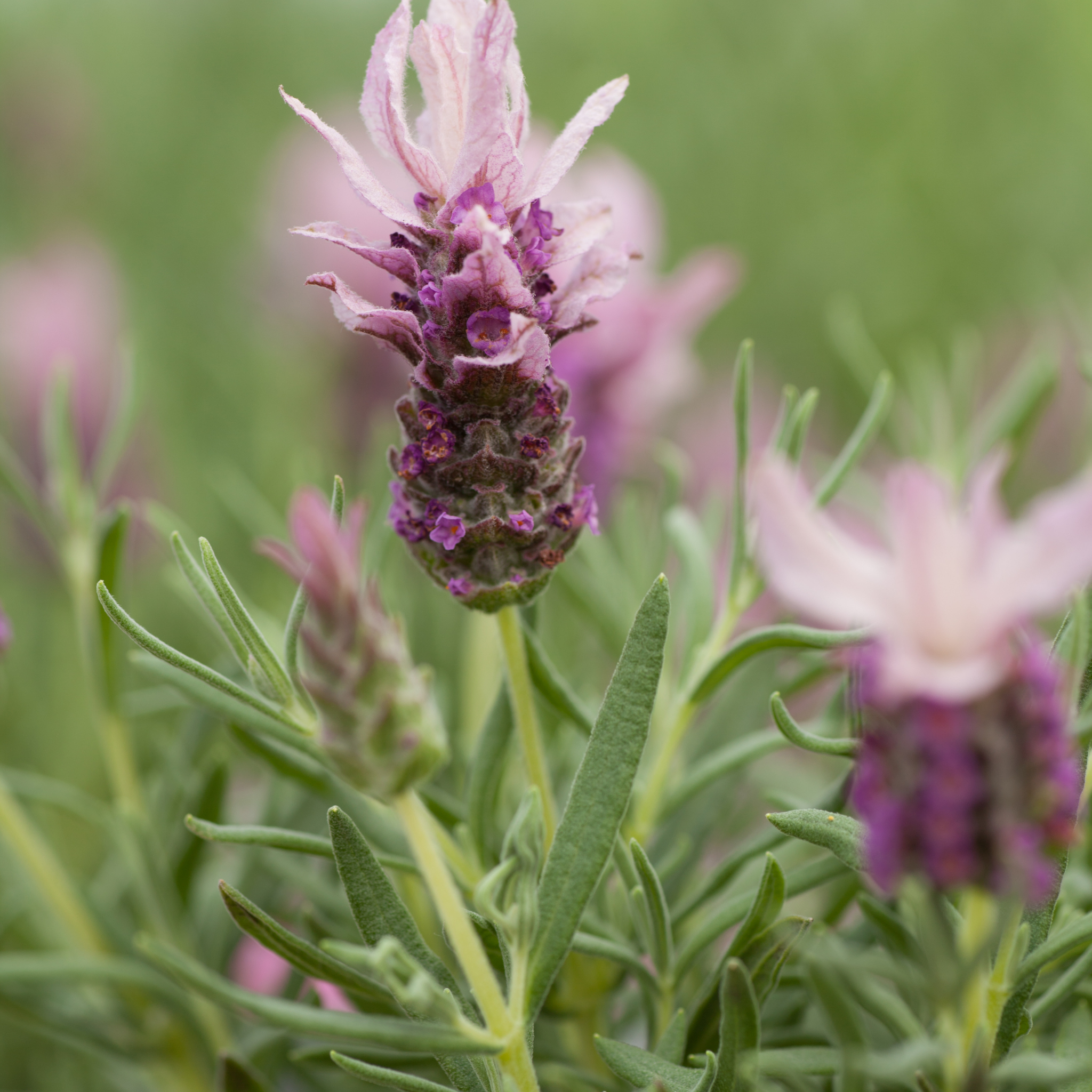 Pink Queen Lavender - Lavandula pedunculata Pink Queen