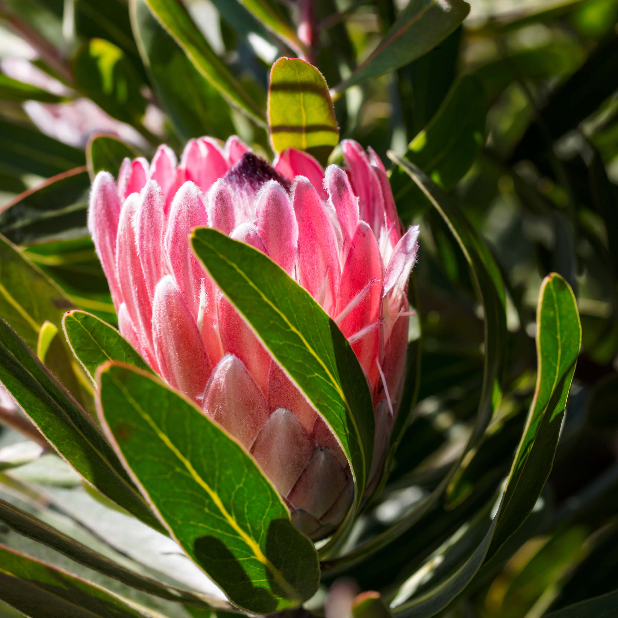 Close-up of a pink protea flower with green leaves