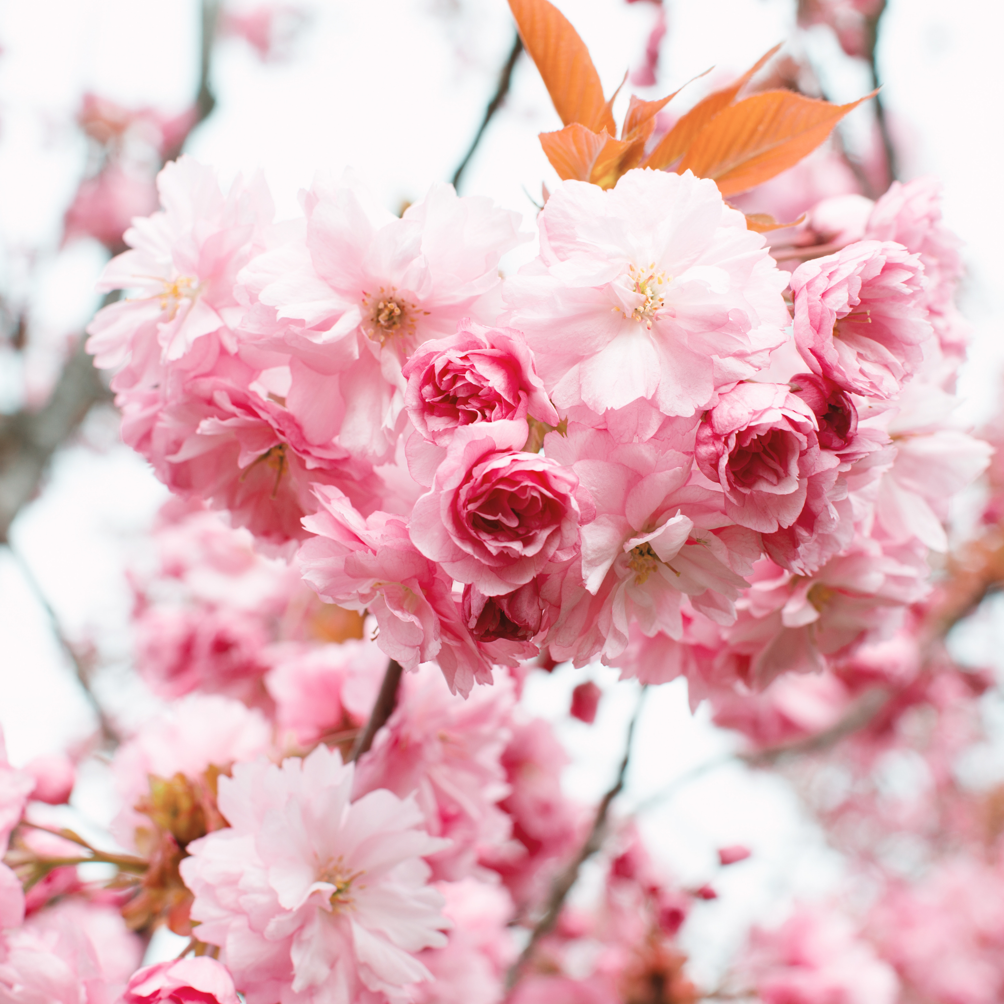 Japanese Flowering Ornamental Cherry - Prunus serrulata 'Kanzan'
