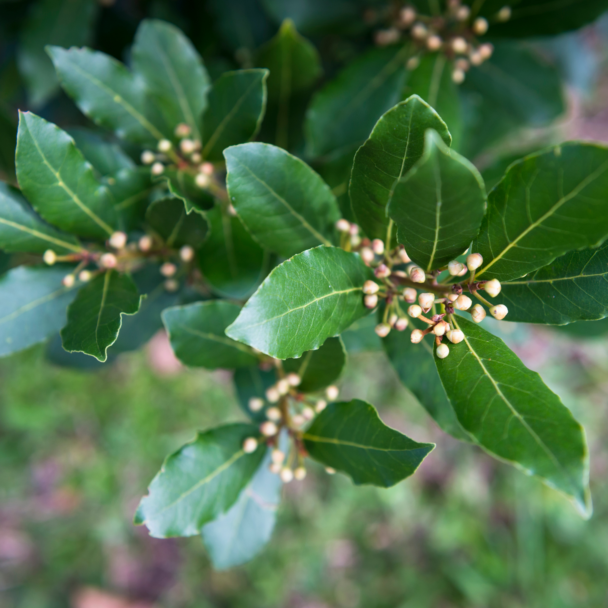 Bay Laurel Tree - Laurus nobilis