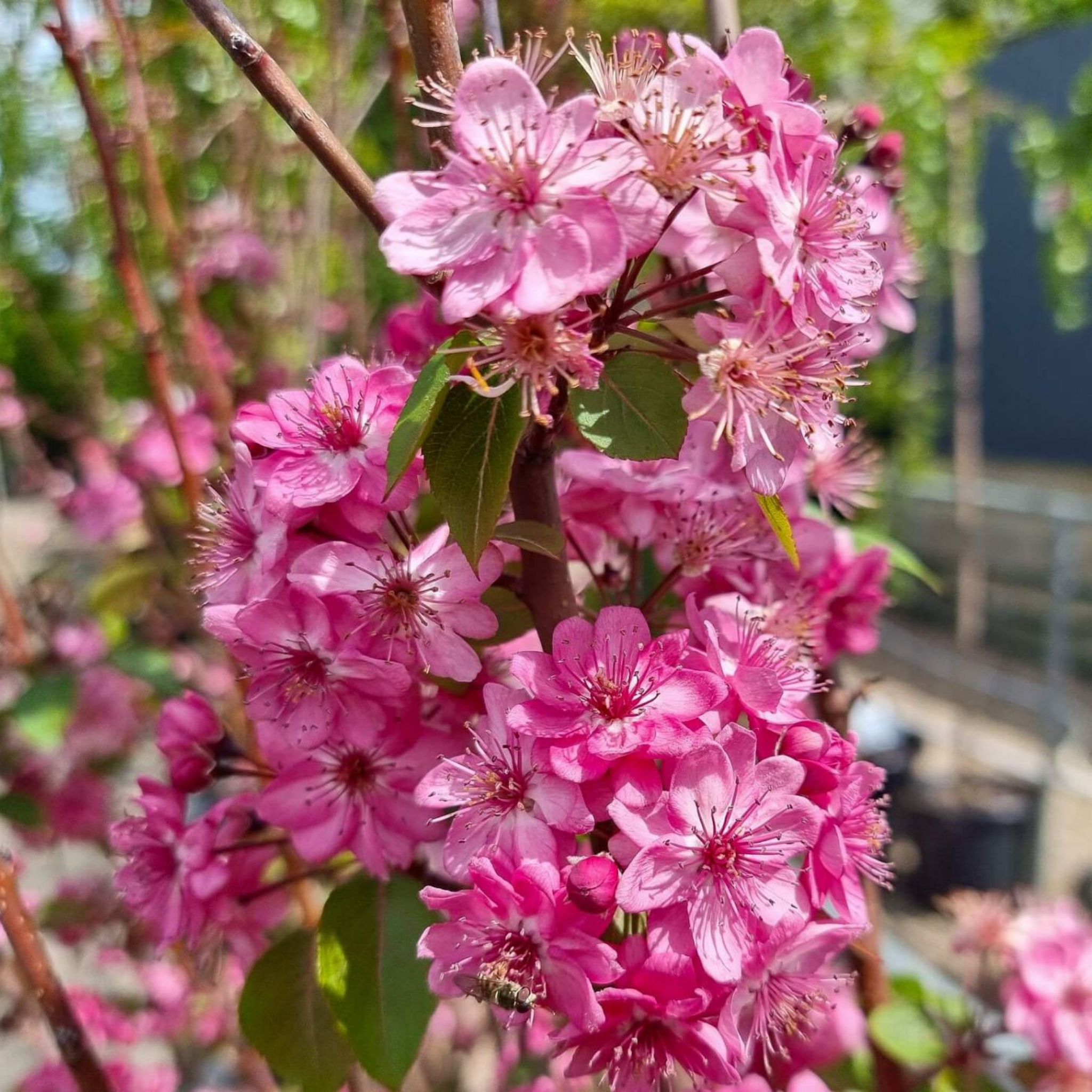 Yunnan Crabapple - Malus yunnanensis Wychwood Ruby PBR