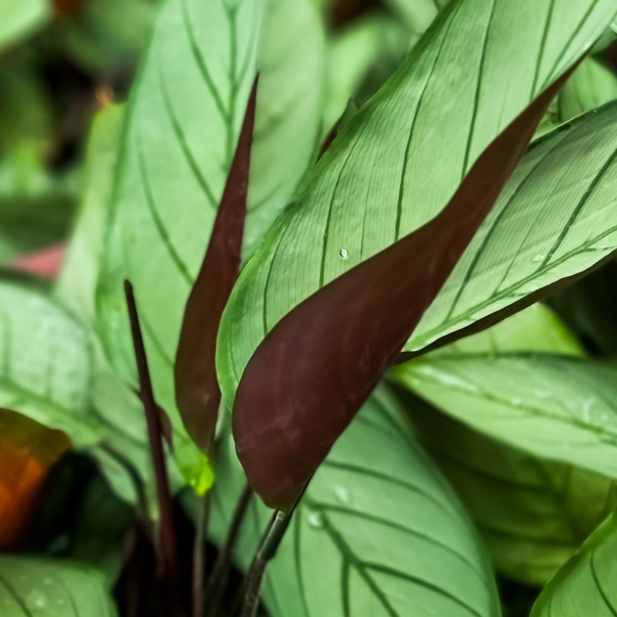 Never Never Grey Star Plant - Ctenanthe setosa 'Grey Star'