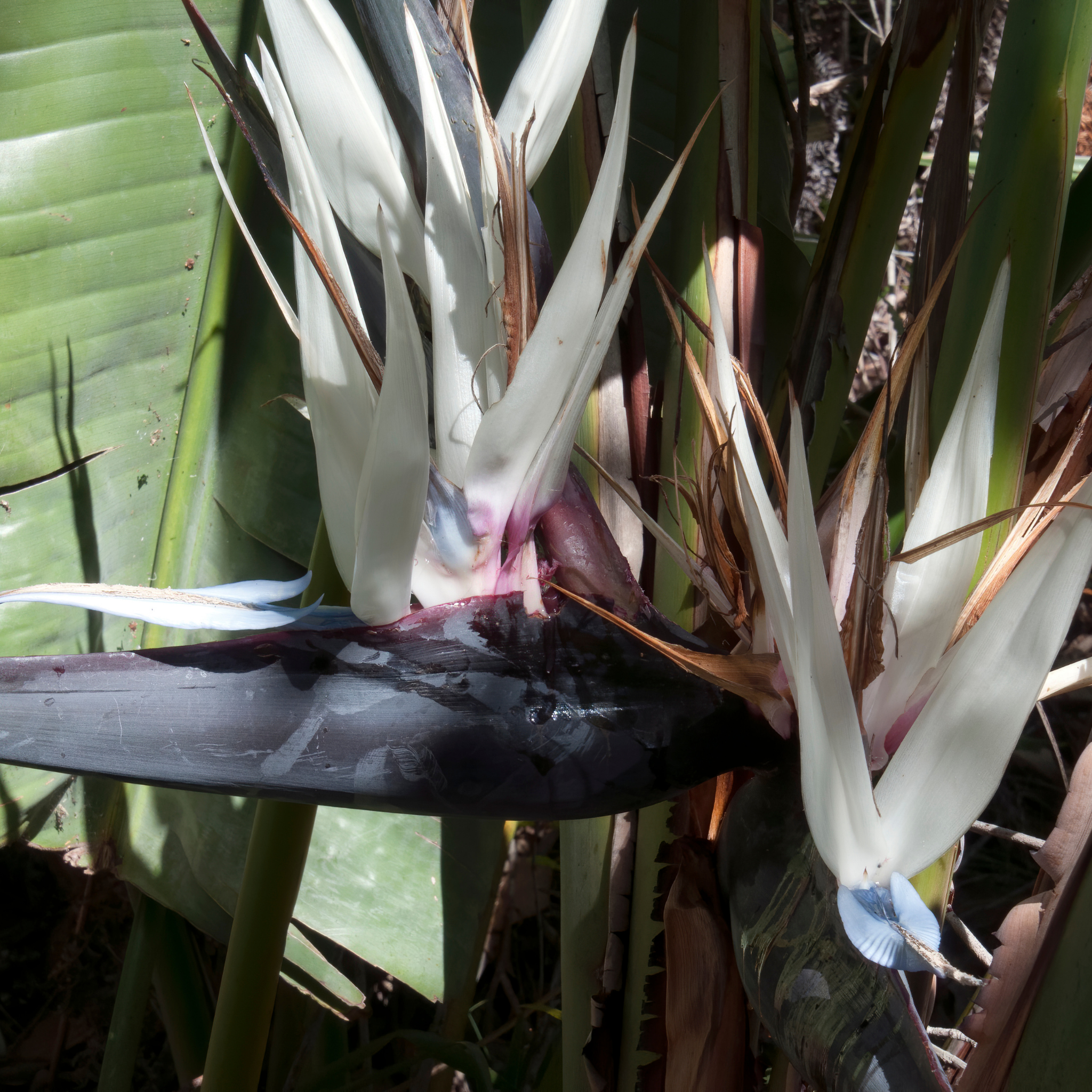 Giant White Bird of Paradise - Strelitzia nicolai